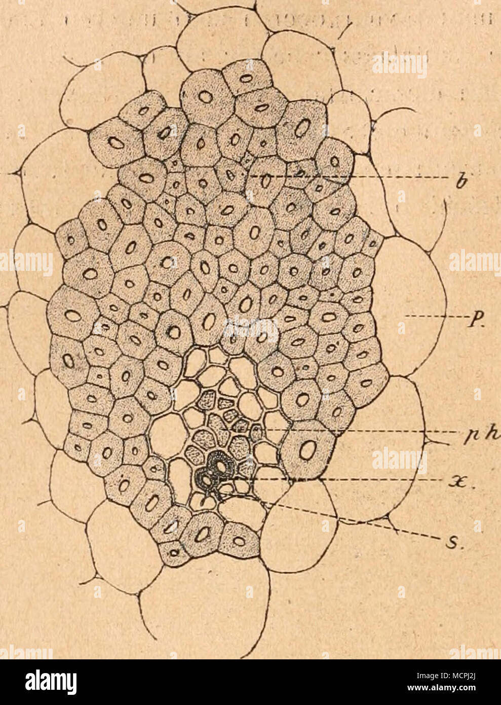 . Fig. 74. Vergr. 4U0.- Querschnitt durch das hemikonzen- trische BÃ¼ndel von Agave cantala mit stark exzentrisch gelegenem Mestom. x xilema mit SchraubengefÃ¤Ãen .â &gt;â ¢, Phlo ph6m (Siebleil desselben), P Parenchym (Mesophyll). Foto Stock