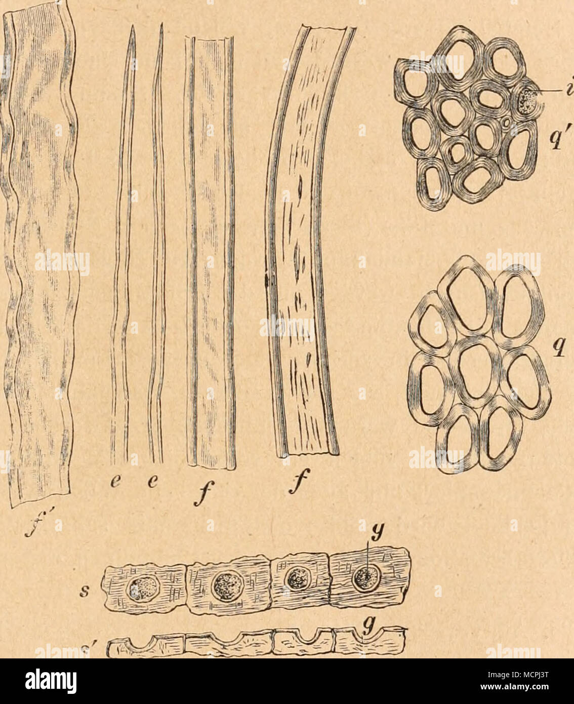. Fig. 66. Vergr. 400. Manilahanf, FEP Bastzellen in der Längsansicht, QQ' im &LT;Ju9rschnitt, e Enden, /' gequetschte, äs' Stegmata aus der Asche der Faser, s in der Flächenansicht, s' im Profil. (Nach T. F. Hanausek.) Bau ist zwischen beiden Fasern kein Unterschied zu bemerken. [Die Bastzellen der Faser von Musaparädisiaca (Länge 2,1-2,7, meist 2,7 mm; Dicke 14-42, meist 24 /&LT;) stimmen, wie man sieht, mit jenen von Mitsa texiüis sehr nahe überein. Die Faser der ersteren gleichfalls ist und zwar etwas stärker als die der letzteren verholzt. Die Verwendung des Manilahanfes richtet sich nach Foto Stock