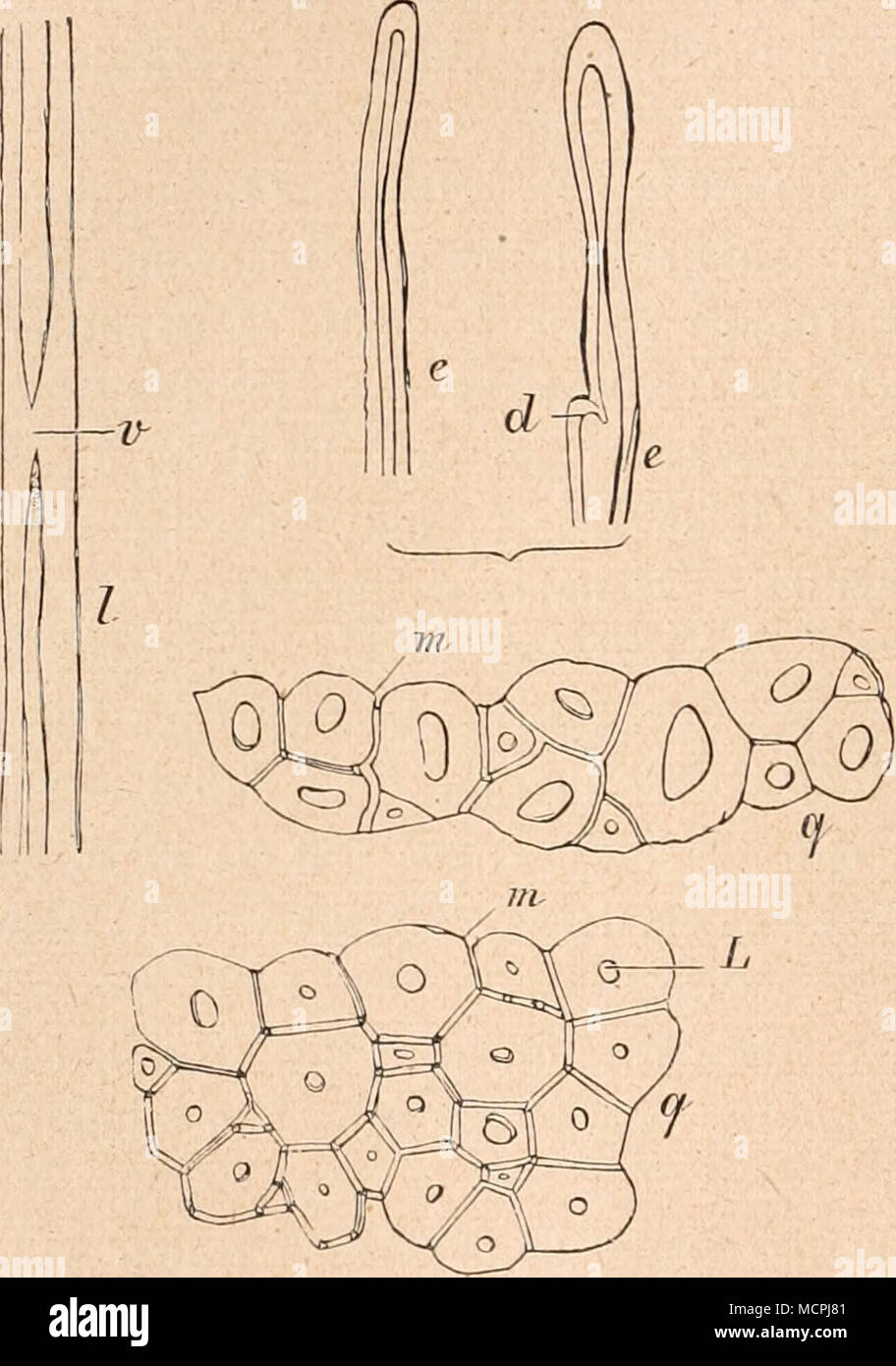 . Fig. 44. Vergr. 250. Bastfaser von Hibiscns cannabimis. c Stumpfe Enden der Faser, d Rudiment eines Seiten- zweiges, l Längsansicht eines bei r vollständig verdickten Bastfaserstückes, qq Querschnitte mit kleinem Lumen L   und dicken Mittellamellen iii. (Nach v. Höhnel.) 1), Brück Tropenpflanzer, XVI (1912), p. 492. 2) Brück, 1. c. Foto Stock