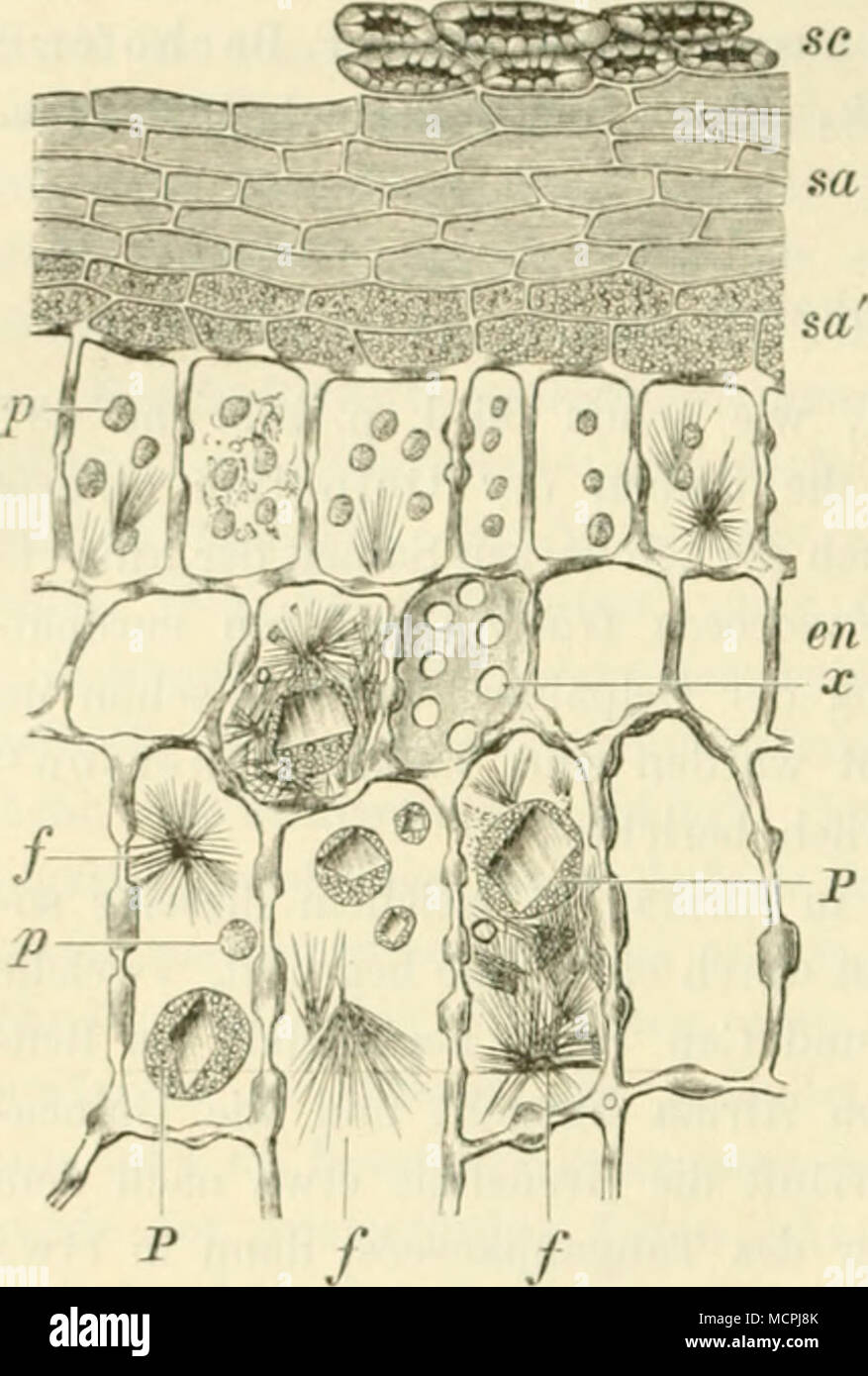 . Fig. 21* iirKiiiiiiiirii v^jl. .IKcli .1 I Ihm ;;. I'.iliiirh. |i. S lllid die Priidllklr II. s. w., |). 1 7. 2) Aiilijr, ÜL'lier liio Fnnlil dii Uclpaliiic. Ziil.&GT;;clir. d. .Ill.". Ü.strrr. Apdili.-Vii., 1H"2. No. 24, io". 325--358. - Arlliur .Mcyi-r. I. C. |i. U di'.s S.par.-Alidrurk.-s. - .1. Mdollur, .Mikn&GT;sii(&GT;|iic der Nalinin^s- um! ("Iciiiissmilti!. p. iH. - Iliirz. !.&Lt;•., S. H2S. - C. Hmlwicii, Cliemikt?r-Zls-, !ir- MocIliT, Hcaifiicyklopudii'ELC. 188", VII. p. 92 Artikel Misclipfeffor; düsi'llist .iiieli viTsittifdene lle.ielioiieii . - A. . V&GT;i;;l, Die wiel Foto Stock