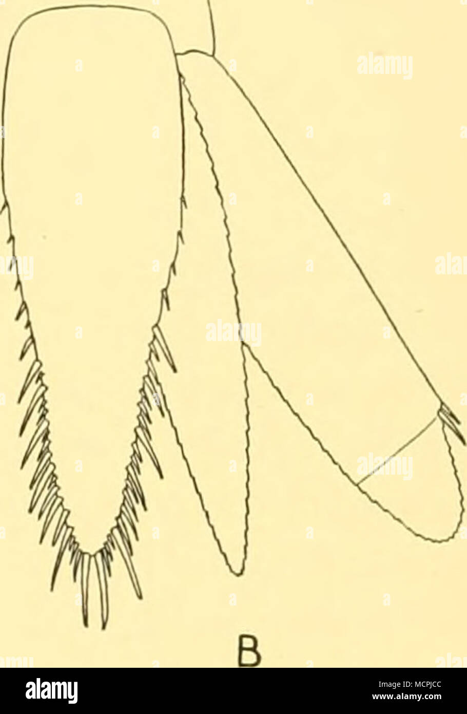 . Fig. 5. Eucopia grimaldii Nouvel. Un, estremità anteriore della femmina in vista dorsale, x 6; B, telson e uropod destro della femmina in vista dorsale, x 6. E. australis al fine di mostrare le principali differenze tra le tre specie. La cassa toracica endopods assomigliano a quelle di unguiculata, essendo lungo e relativamente sottile, ma in australis Il carpo- propodus del quarto endopod toracica è nettamente più forte e più robusto rispetto a quello della seconda e terza appendice. In molti rispetti questa specie occupa una posizione intermedia tra unguiculata e australis. È più grande e più robusto rispetto alla Foto Stock