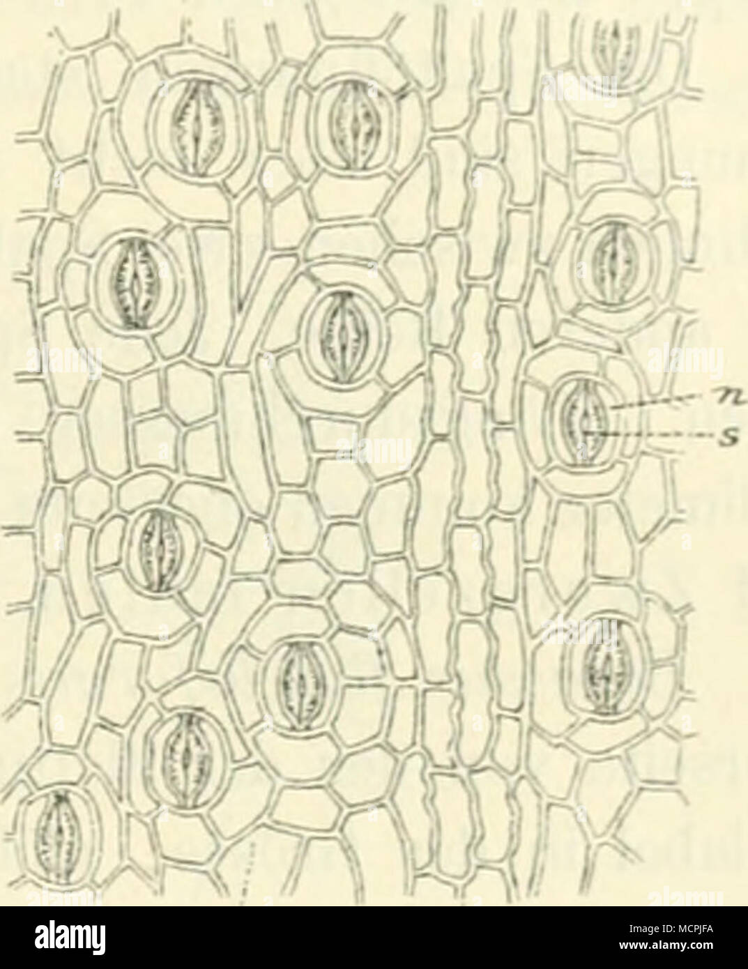 . Fig. 15U. Vergr. 210. Oberhaut vom Blatt*- der Talipotpalme(Coyi/phauwbiaculijera). 0 Oberhautzelle. s Spaltöffnungen mit Xe- benzellen n. verwischt doch mehr oder - weniger die UboiilächenheschaiVenheit des Blattes, metà insbesondere bei Prüfung alterare .Manuscripte, welche durch die Zeit gelitten haben, muss es doch erwünscht erscheinen, scharfe ^' W^PRß Fi^". 151. Vt-rgr. Kiit. Oberhaut vum Blatte von Boiassus J^ulullifurmia. s SpaltOrt'nung mit zwei Paaren von Xebenzellen "i. T il sensore ALS Drüsen aasgebiUlete tricoma. 6 Bastzellen. und zuverlässige Kriterien behufs Unterscheidung zu iiesitzen. .U Foto Stock