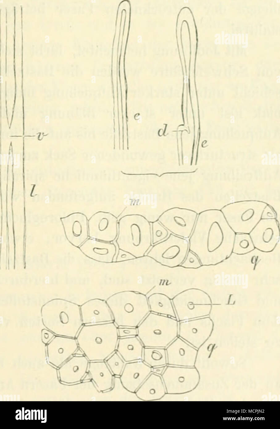 . Fig. 73. Vergr. 250. Bastfaser von Hibiscus caniiabinus. e Stumpfe Enden der Faser, d Rudiment eines Seiten- zweiges, l Längsansicht eines bei r vollständig verdickten Bastfaserstückes, qq Querschnitte mit kleinem Lumen L lind Mittellumellen dicken a. (Nach t. Höhnel). I) Piante della ooast ol" Cororaandel, II (1798), p. 48 IV. i] 1. c, p, 254. 3) Dodge, 1. c, Schweinfurt I). Lo plante utUi doli'Eritrea. Soc. .Fr. d"lfa!ia. Neapel. XC, 1891. 4) 1. c., p. H ss. Foto Stock