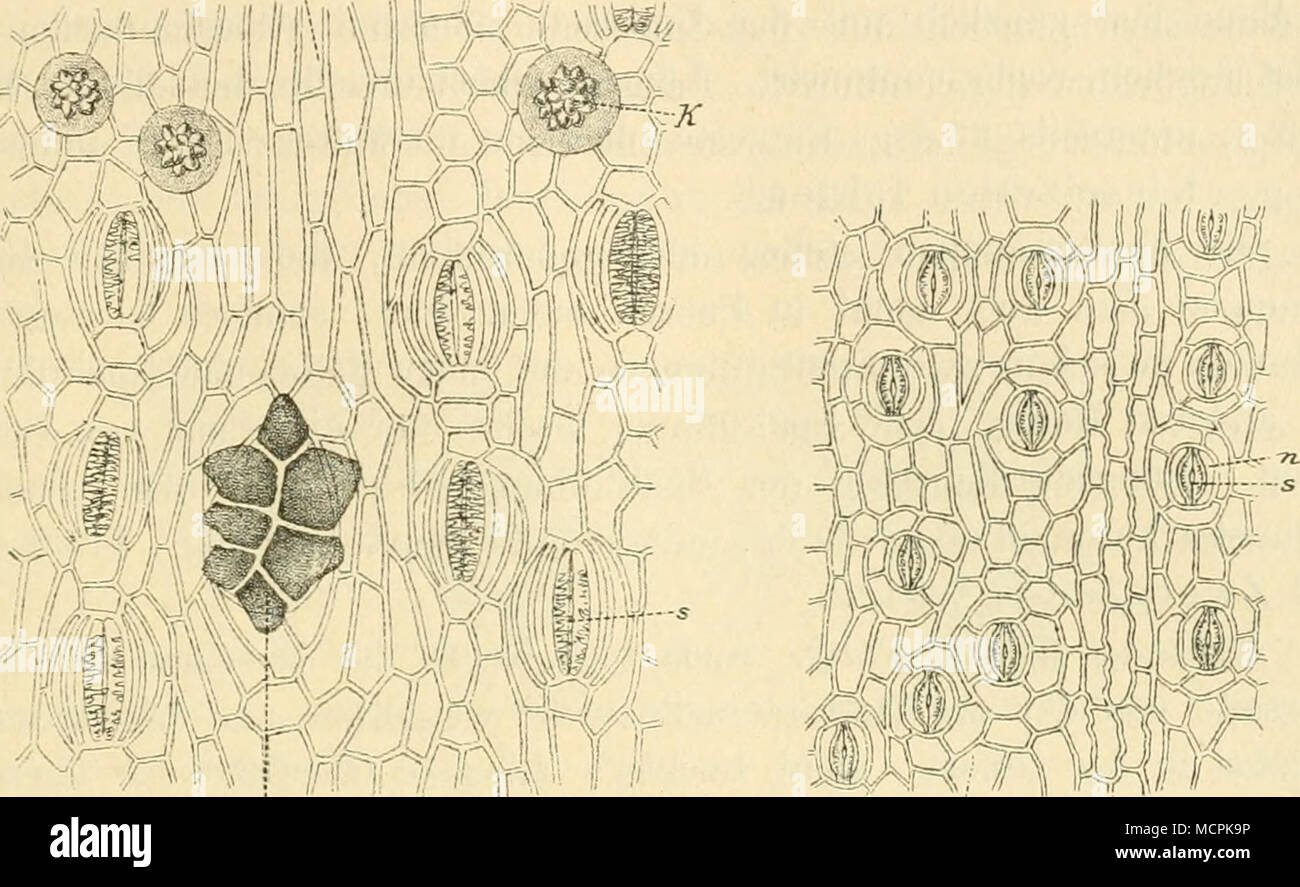 . •'Mm Fig. 149. Vergr. 20(l. Oberhaut vom Blatte der Palmyra- palme (Borassns flabeUiformisj. T il sensore ALS Drüsen ausgebil- dete Trichorae. s Spaltöffnungen mit zwei Paaren von Nebenzellen. K ilerbwandige Oberbautzelleu mit Kiesel- uinsehlüsseii. Fig. 150. Vergr. 211). Oberhaut vom Blatte der Talipotpalme{C'or?//)/(atem6)acMii/era). 0 Oberhautzelle, s Spaltöffnungen mit ne- benzellen n. verwischt doch mehr oder weniger die Oberflächenbeschaüenheit des Blattes, und insbesondere bei Prüfung alter 3Ianuscripte, welche durch die Zeit gelitten haben, muss es doch erwünscht erscheinen, scharfe .?7^ mrP Fi Foto Stock