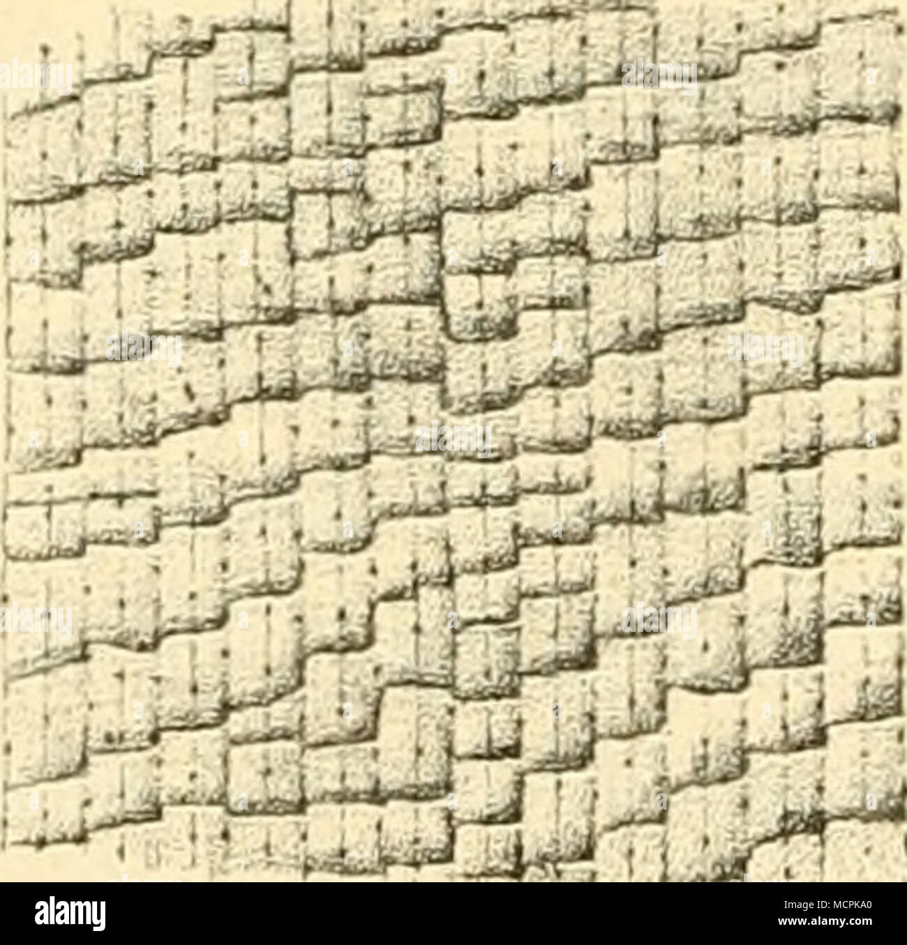 . Fig. 147. Lüupenbild (le.s Keliefb der Unterseite Fig. 14&amp;. Loupeiibild des Keliefs der Unterseite eines Blattstückes der Talipotpalme (Coryiiha um- eines Blattstücies der Palmyrapalme (Borassns hraculiformis). Der Pfeil giebt die Richtung des flahdliformis). Der Pfeil giebt die Richtung des Hauptnervs des Blattes un. Hauptnervs des Blattes un. scheiden kann, ob man es mit dem Blatte der Talipot- oder Palmyra- palme zu thun habe. Die Fig. 1 47 u. 148 zeigen diese Unterschiede, wie sie sich im Loupenbilde zu erkennen geben. Sehr charakteristisch sind auch die braunen Punkte, welche a gan Foto Stock