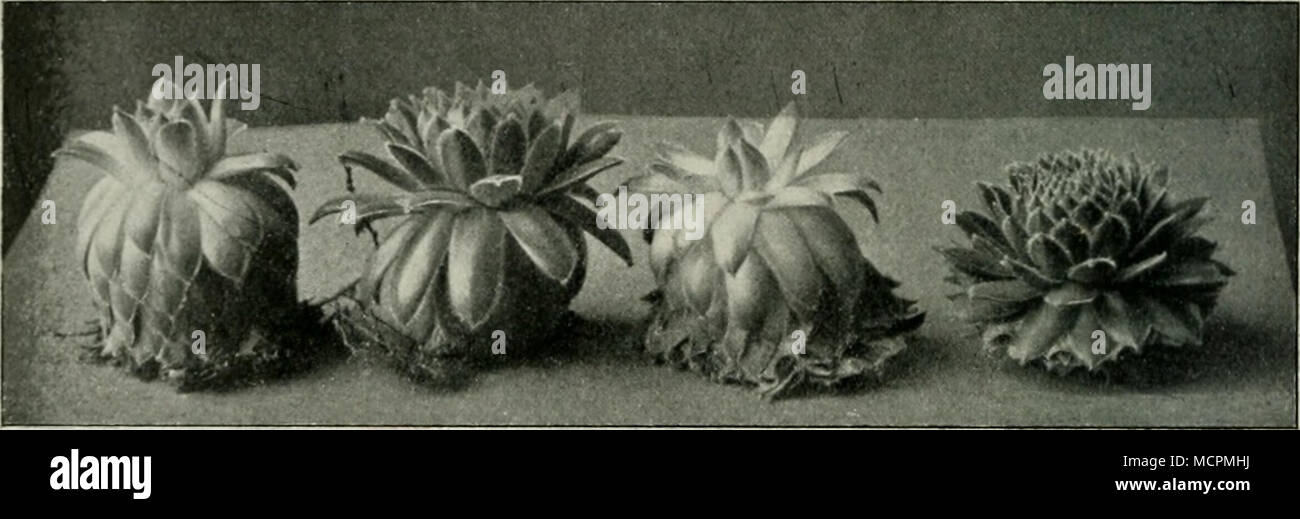 . Abb. 41. i&GT;un chvvu rzrose 11 e I). Un und c einige Zeit ins Dunkle gestellt, b und d am Lichte gehalten. Dabei a und b feucht, c und d trocken kultivif-tt. Verkleinert. merkwürdige Verhalten machte bei circuizione Entdeckung durch Stahl (1884) berechtigtes Aufsehen. Dieser Forscher fand, dass die im Boden kriechenden Sproßteile oder Wurzelstöcke vieler Pflanzen, z. B. die von Adoxa (Bisamkraut) und Circaea (Hexenkraut) im Dunkeln wachsen orizzontale, anche geotropisch trasversale sind. In modo- bald sie aber vom Lichte getroffen werden, sie richten sich abwärts schräg und gelangen in modo unter natürlichen Foto Stock