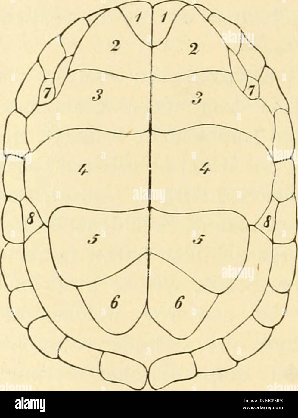 . Baucbschale der kaspischen Wasserschild- kröte (Emys caspica, Ghnelin). (Nach Schreiber). 1 Kehlschilder (acuta gularia), 2 Armschil- der (sc. brachialia), 3 Brustschilder (sc. pecto- ralia), 4 Bauchschilder (sc. abdominalia), 5 Schenkelschilder (sc. femoralia), 6 Dopo- schilder (sc analia), 7 Achselschilder (sc. axillaria), 8 Leistenschilder (sc. iiu/iiiiialia). Foto Stock