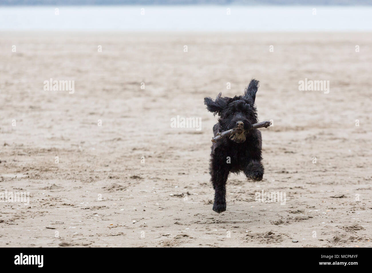 Nero cockapoo cane corre sulla spiaggia con bastoncino in bocca Foto Stock