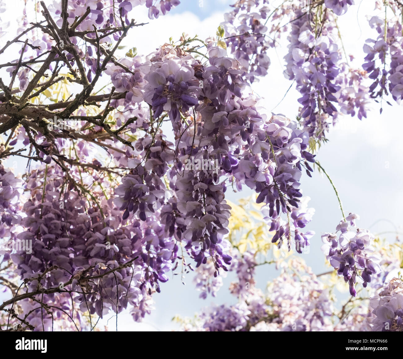 Modifica creativa di rami di glicine in fiore a Grays Corte National Trust, Oxfordshire. Maggio 2017 Foto Stock