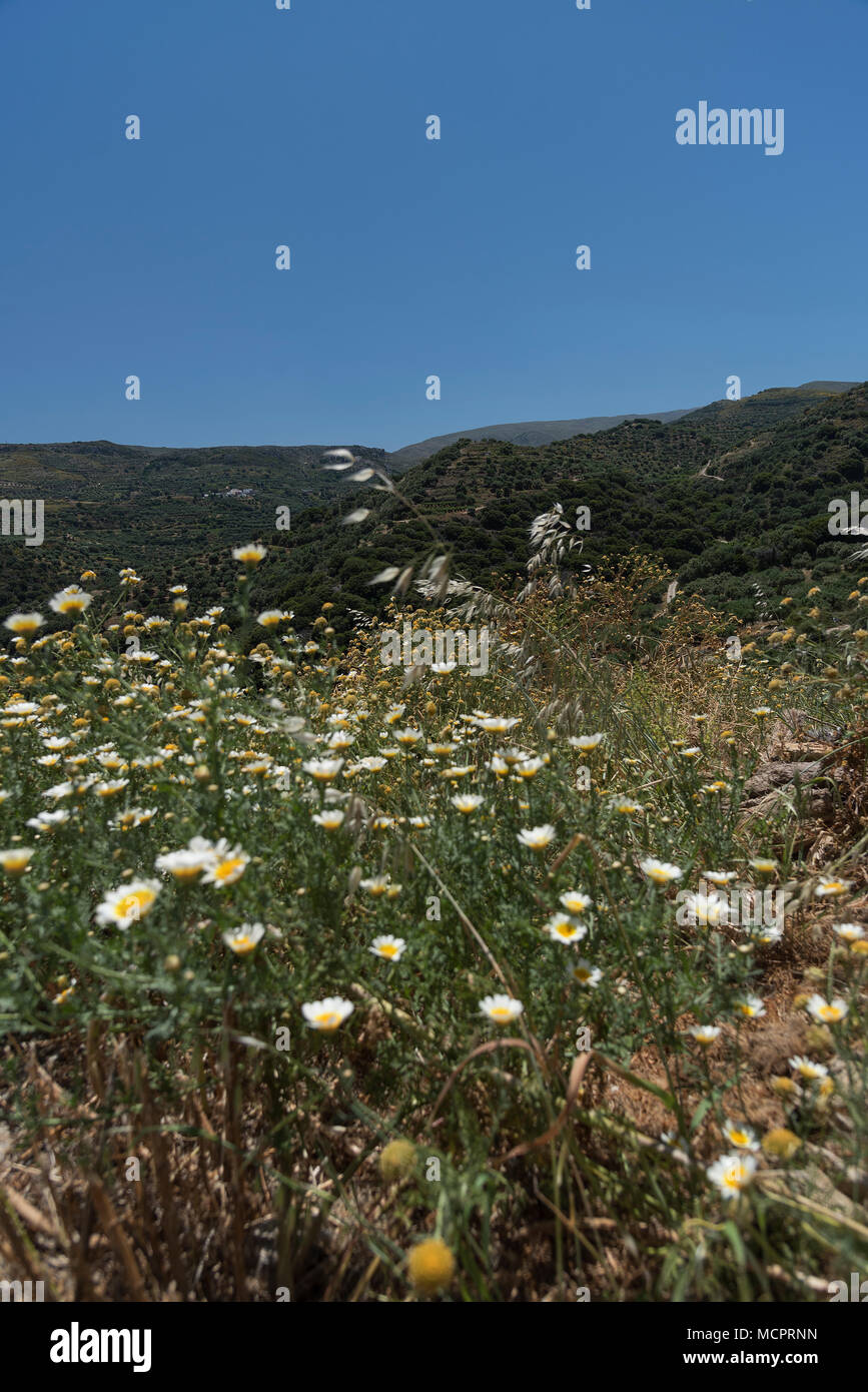 Ein Feld mit Kamillenblüten vor einer Bergkulisse im Nordosten von Kreta Foto Stock