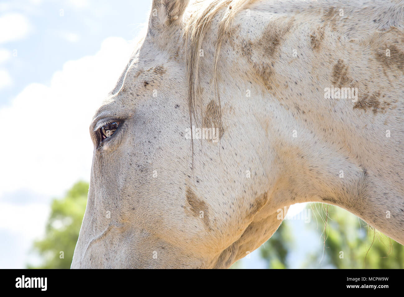 In prossimità della testa di cavallo con il suo occhio accattivante. Foto Stock