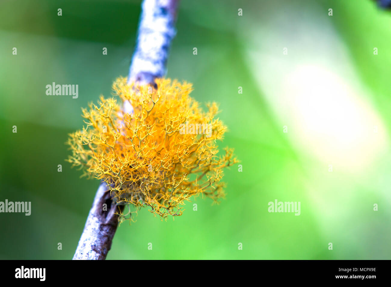 La fotografia macro di Letharia vulpina licheni crescono in una succursale. Foto Stock