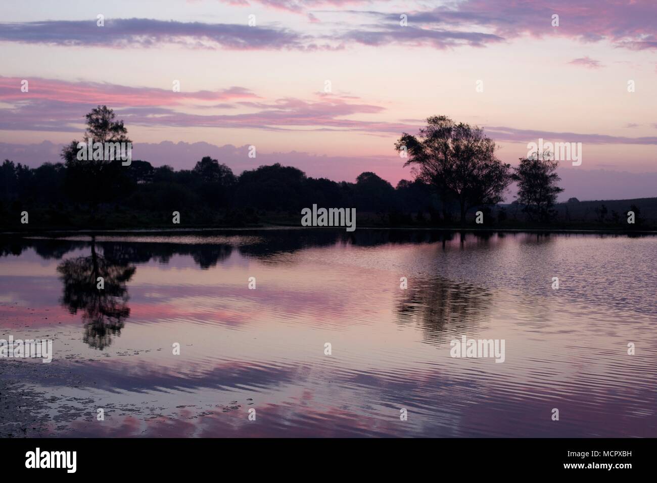 Nuovo paesaggio forestale di sunrise scritto stagno vicino Burley con riflessioni su un laghetto Foto Stock