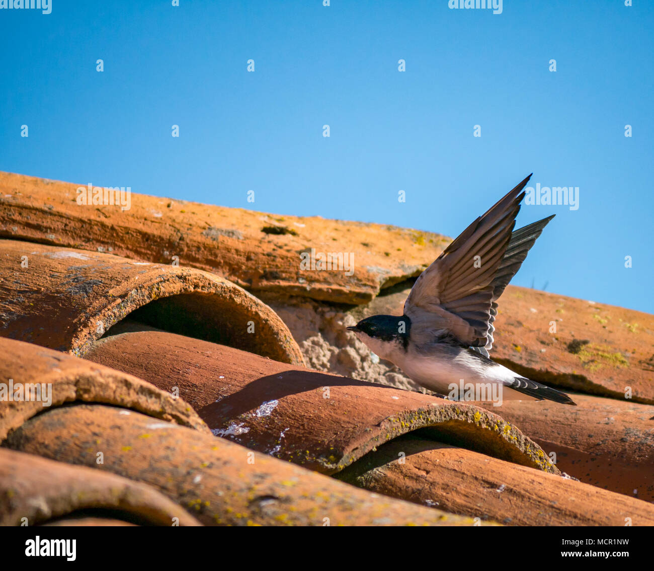 Swallow cileno, Tachycineta leucopyga, ali flapping su tetto tegolato con cielo blu, Cile, Sud America Foto Stock