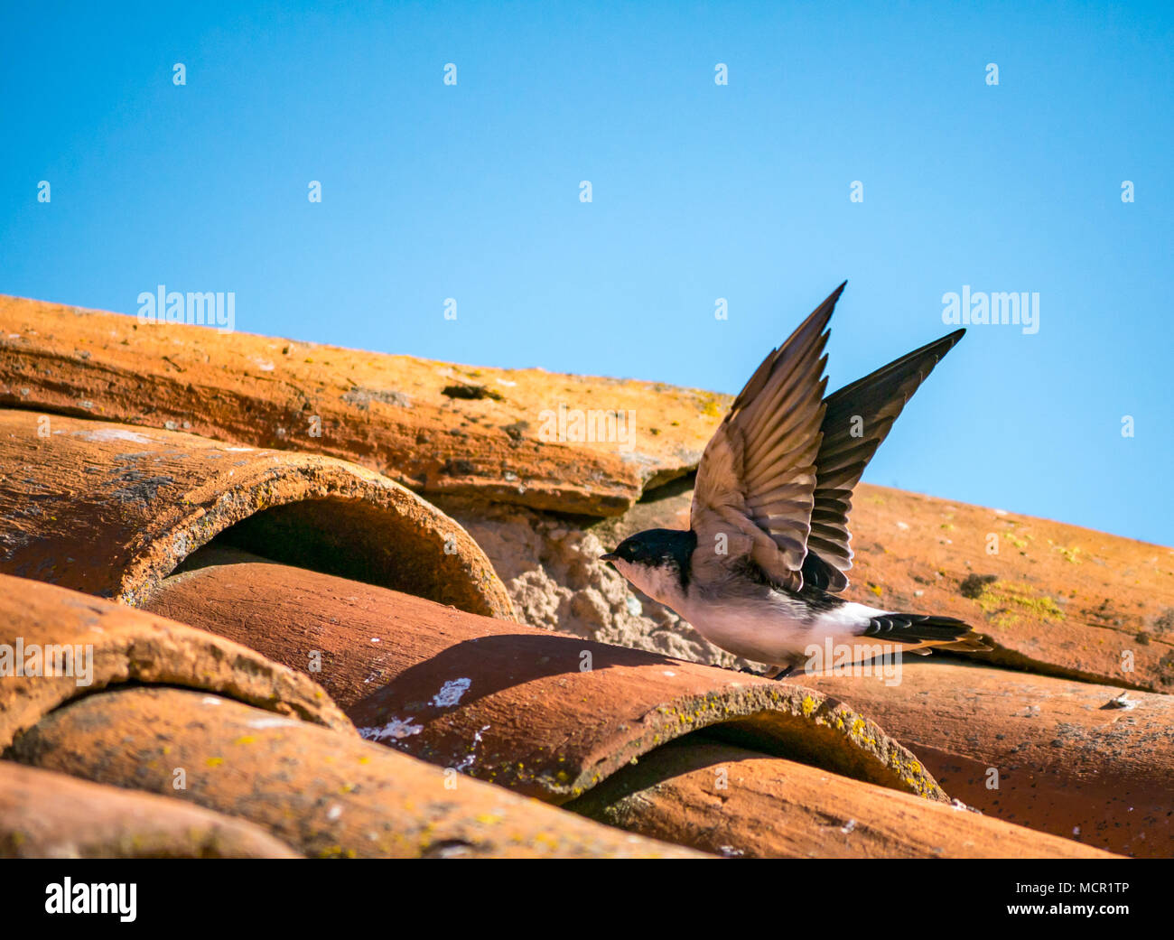 Swallow cileno, Tachycineta leucopyga, ali flapping su tetto tegolato con cielo blu, Cile, Sud America Foto Stock