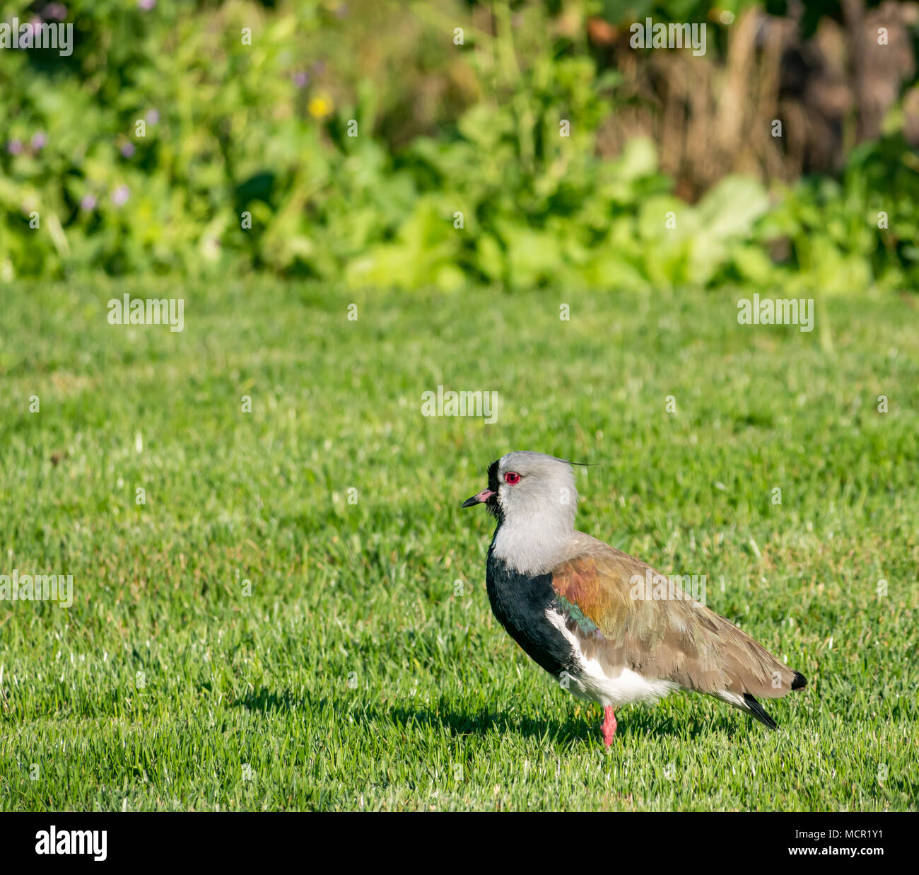 Andino, lapwings Vanellus resplendens, nella luce del sole su giardino di erba, Santa Cruz, Valle di Colchagua, Cile, Sud America Foto Stock