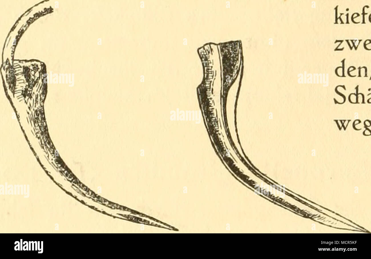 . Fig. 13. Giftzahn einer Viper, mit demAusführungs- pista einer Giftdrüfe. Fig. 14. Längsicfinitt durch den Giftzahn eine Viper. großen Schuppenplatten bededt ift wie bei den Nattern, Und dass die Pupille des Auges einen appartamento fenkredit (tehenden, im Dunkeln fidi er* weiternden Sdilitz bildet, das Kennzeidien des Nadittiers. Die Sdiilder an der Unterfeite des kurzen, kegelförmig zugefpitzten Sdiwanzes fmd geteilt wie bei den Nattern, aber das den dopo ded^ende Sdiild ilt onu* gefpalten gleidi den Baudifdiildern, era aber die Sdilange erft zur Viper, zur Giftfdilange, madit, ilt die Bezahnung, un Foto Stock