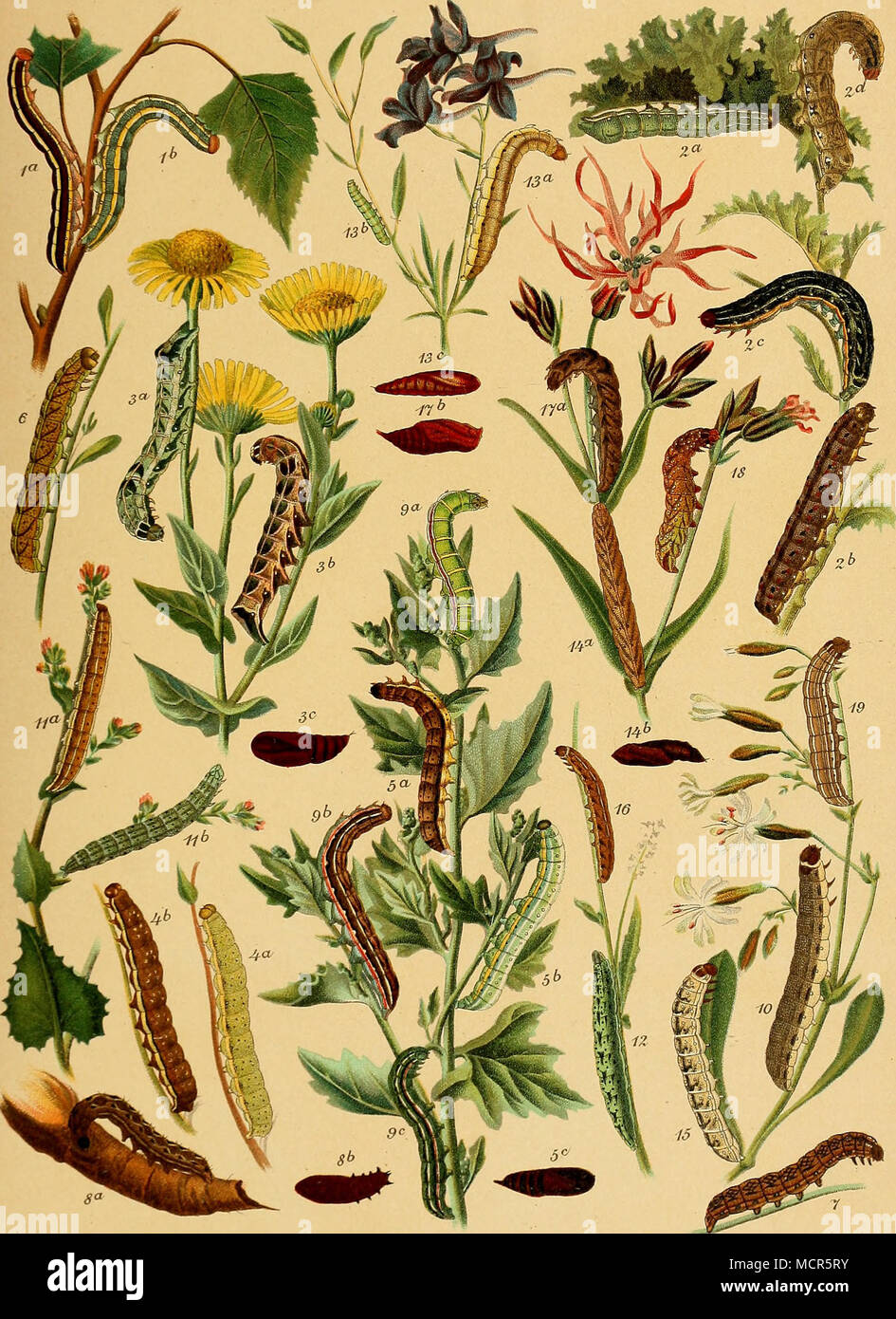 . 1. a. b. Pisi. 2. a-d. Brassicae. 3. a-c. Persicariae. 4. a. b. Splendens. 5. a-c. Oleracea. 6. Genistae. 7. Glauca. 8. a. b. Dentina. 9. a-c Trifolii. 10. Reticulata. 11. a. b. Chrysozona. 12. Serena. 13. a-c. Cappa. 14. a. b. Nana. 15. Albiniacula. 16. Compta. 17. a. b. Capsincola. 18. Cucubali. 19. Carpophaga. Foto Stock