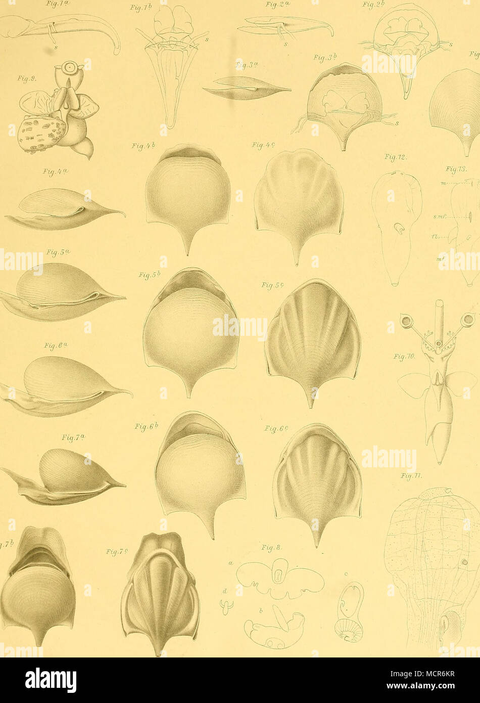 . Firi./i 7" !). 7??/?".5"(? * 7" /? F"ii&GT;rfieb .7" 4.f. 5CZ&lt;vg^e(' .jT, 72./ft 77. 7,?. ftjj.l-? ffeuui id i'i'j ü-ti Schiemaa äei Schiemenz, Pterr//mdp?7-. Foto Stock