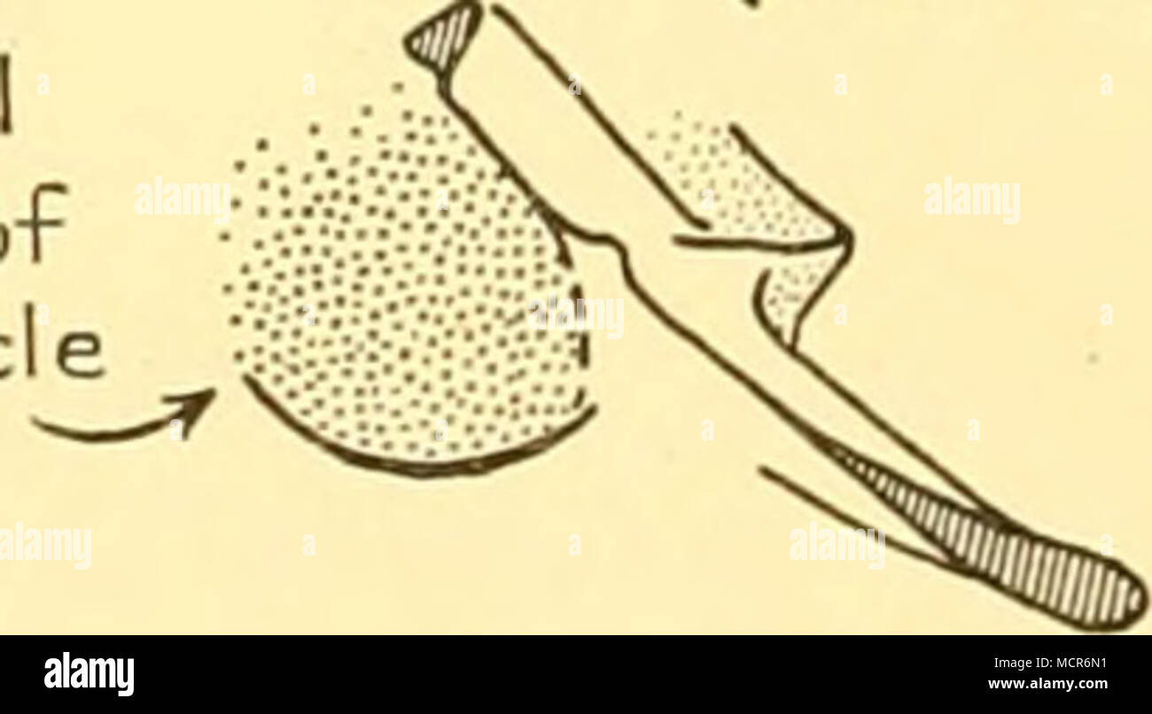 . Sft fluke (in sezione) Q L sinistra fluke '^ (in sezione) Fig. 7. Gli schemi del peduncolo caudale, a, vista dal lato sinistro {Balaenoptera viusculus, dal vero, 1904). b, visto da dietro e dal lato destro, come nella piastra XXXIII, fig. 6 {B. physalus). Quando le balene in immersione a insolitamente angoli ripidi che sommerge la pinna prima del peduncolo e semplificare la forma di quest'ultimo in sezione trasversale è poi visto al vantaggio migliore. Per la sua grande profondità- 4 ft. in un 65 ft. balena (Howell, 1930, p. 204)-la passera nera vengono mantenuti ben al di sotto della superficie il più a lungo possibile. Nel considerare il eflFects del Foto Stock