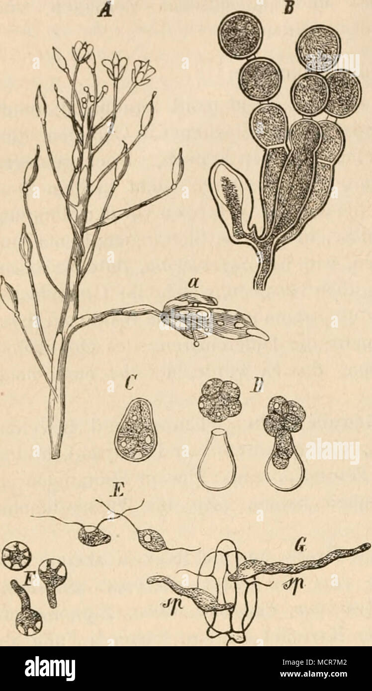 . (B. 679.) Fig. 70. Cystopus candidus Lev. Un Ein befallener Blüthen- stand von Capsella bursa pastoris. Stengel und Blüthenstiele mit den weissen Flecken der Coni- dienlager; un eine durch den Pilz in allen Theilen stark vergrösserte und verunstaltete Blüthe, welche auf den Kelch- und Blumenblättern und dem ebenfalls Stengel weisse Conidienlager zeigt. B Ein Büschel Conidienträger von einem Mycel- aste entspringend mit reihenförmig abgeschnürten Conidien. C Eine Conidie keimend, wobei der Inhalt in mehrere Schwarmsporen zerfällt. D Aus- tritt der Schwärmsporen. E Entwickelte und schwärmende Sc Foto Stock