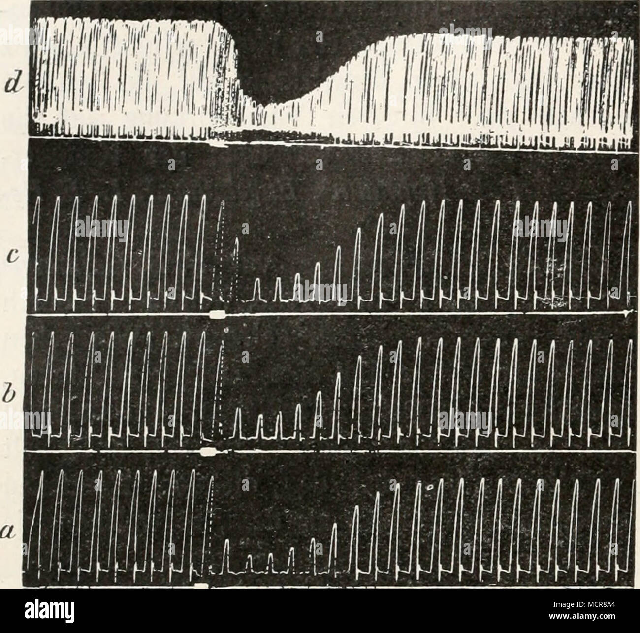 . Fig. 317. Wirkung kurzdauernder Reize des Vagus auf das Froschherz. Nach Engelmann, a, b, c, einmalige Reizungen; d, 20malige Wiederholung der Reizung un derselben Stelle des Zylinderumfanges. 1 Trendelenburg, ebenda, 1902, Suppl., S. 312. - Muskens, Amer. journ. Di Physiol., 1, S. 488; 1898. 3 Engelmann, Arch. f. Anat. u. Physiol., phydol. Abt., 1900; S. 334. 1 Ruttgers, Zeitschr. f. Biol., 67, S. 25; 1916. Foto Stock