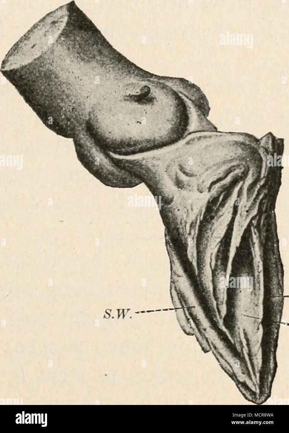 . -M.p.p. -Se.p.a. Fig. 63. Korrosionspräparat der linken Kammer eines wärmestarren mensch- lichen Herzens. Nach Tandkr. Un, Ansicht von außen; B, Ansicht von der Seite septalen. Etwa ^/g. L.m., Abdruck des Limbus marginalis; M. s.p.a., M.p.p., Abdrücke des M. papillaris antero posteriore und; S.W., Abdruck des septalen Wulstes. Foto Stock