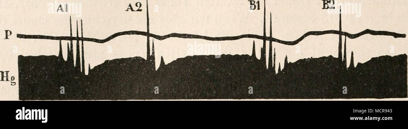 . Fig. 27. Menschliche Herztöne, mit dem Kapillarelel&lt;trometer von der Herzspitze aufgenommen. Nach Einthoven und Geliik. Hg Quecksilber im Kapillarelektrometer; un-^ und B^, erster Herz- ton; un und Bz, zweiter Herzton; P, Karotispuls. Foto Stock