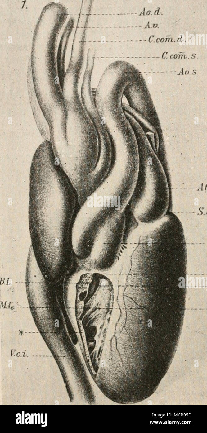 . .V. n V. - - P. m Fig. 12. Ventrale Ansicht des Herzens von Boa constrictor. Nach Greil. Ao.d., aorta dextra; Äo.s., aorta sinistra; a.s., il linker Vorhof; C.com., Carotis communis; B.L., Bulbuslamelle; C.V.V., Cavum ventriculi ventrale; M.L., Muskelleiste; P., Lungenarterie; S.a.v., Solco atrioventricularis; X, Spalte zwischen Muskelleiste und Bulbuslamelle; *. Loch in der Muskelleiste. 1 Grcil, Morphol. Jahrbuch, 31, S. 229, 1903. 2 Greil, ebenda, 31, S. 235. 3 Brücke, a. a. O., S. 13. " Sabatier, a. a. O., S. 77. '•&Gt; Greil, a. a. O., 31, S. 235. Foto Stock