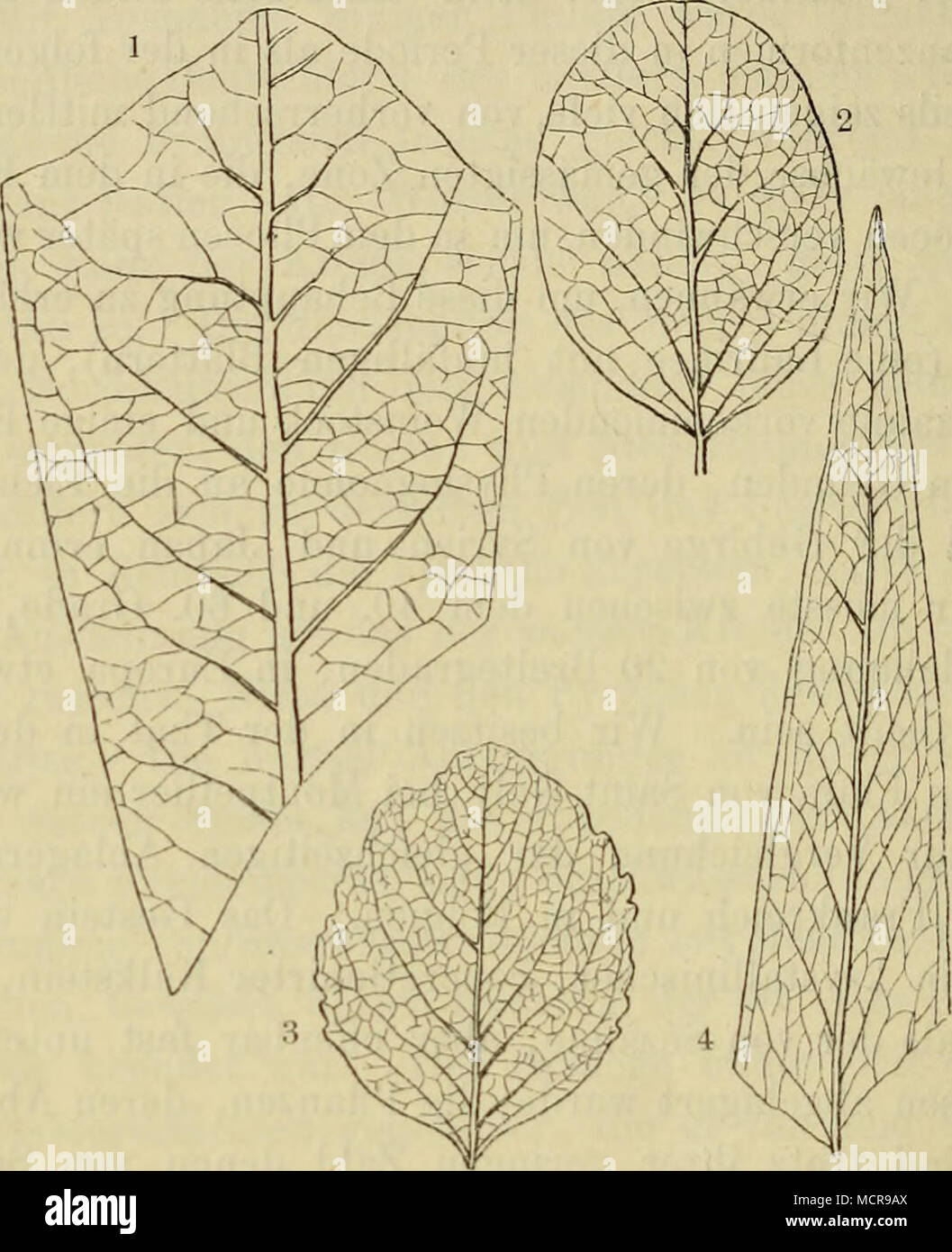 . Charakteristische palaeocene Arten von Saint-Gely (Herault). 1. hfagnolia meridionalis, Sap. - 2. Diospyros raminervis, Sap. - 3. Celastriiätes gelyenn, Sap. - 4. Myrtophyllum pulchrum, Sap. bis fünfmal guerra grösser als das heutige, kehrte sondern auch die geographischen Verhältnisse Europas dergestalt um, dass das Klima und die Flora unabweislich den Rückschlag dieser Ereig- nisse empfinden mussten. Fast nichts blieb übrig, era un den vorigen Zustand erinnern konnte. Das Pariser Becken allein machte eine Ausnahme, denn der abgerundete Golf, in welchem sich der Grobkalk ablagerte, la guerra in sé Foto Stock