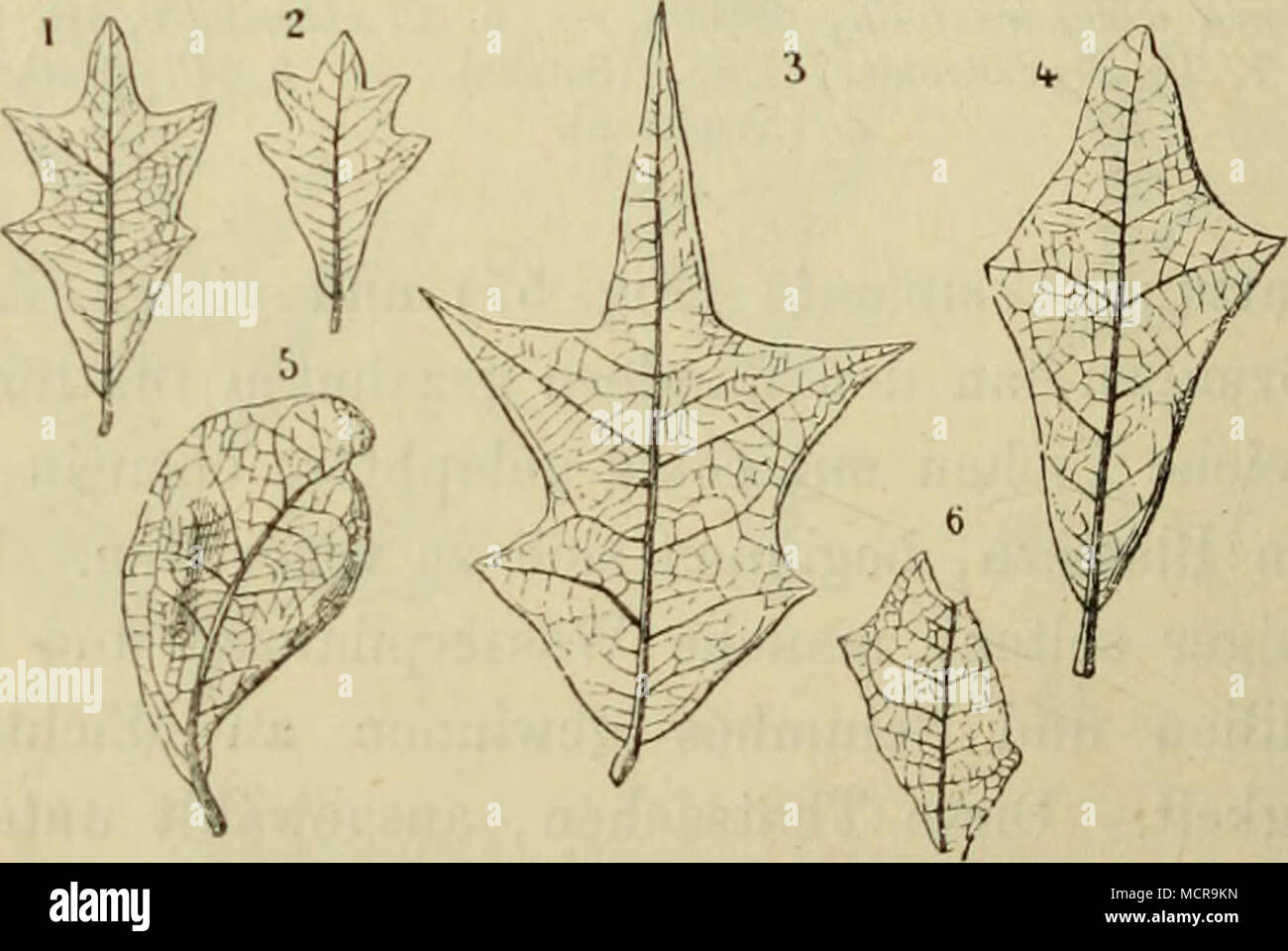 . Il Oligocene Eichen mit lederartigen, wenig gelappten Blättern. 1 bis 2. Quercus euneifolia, Sap. (Gargas). - 3. D. armata, Sap. (Armissan). - 4 liis 5. D. oligodonta, Sap. (Armissan). - 6. D. velauna, Mar. (signori Bonzon). Zeit von einer reichen Waldvegetation bedeckt waren. Wir wollen hier nicht von den Kohlenpfianzen reden, muoiono in gleichförmiger Foto Stock
