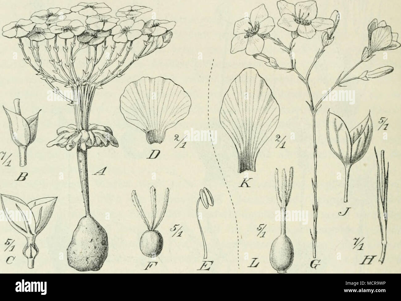 . Fig- 33--/' Calandrinia printulißora Diels: un habitus. B Schuppen. C Kelch. D Blumen- blatt. E Staubblatt. F Gineceo. - G-L Calaudrinia Leluitanni Endl.: G Oberer Teil des Stengels mit der Inflorescens. // Schuppen. J Kelch. Un' Blumenblatt. L Gineceo. ;Nach DiELS und rRnzEL.) auch Cacsia (Lil.) und die häufige CJiaw.acscilla (Lil.) zeigen leistungsfähige Wurzelknollen, wenn man sie ausgräbt. Gefällige Blumen der feuchten Monate, wie Anguillaria (Lil.) und Hypoxis (Lil.) nehmen aus Zwiebelknollen ihren Ursprung. Die Gattung fremdartige Tribonanthcs (Amaryll.) bringt ähnliche Bildungen h Foto Stock