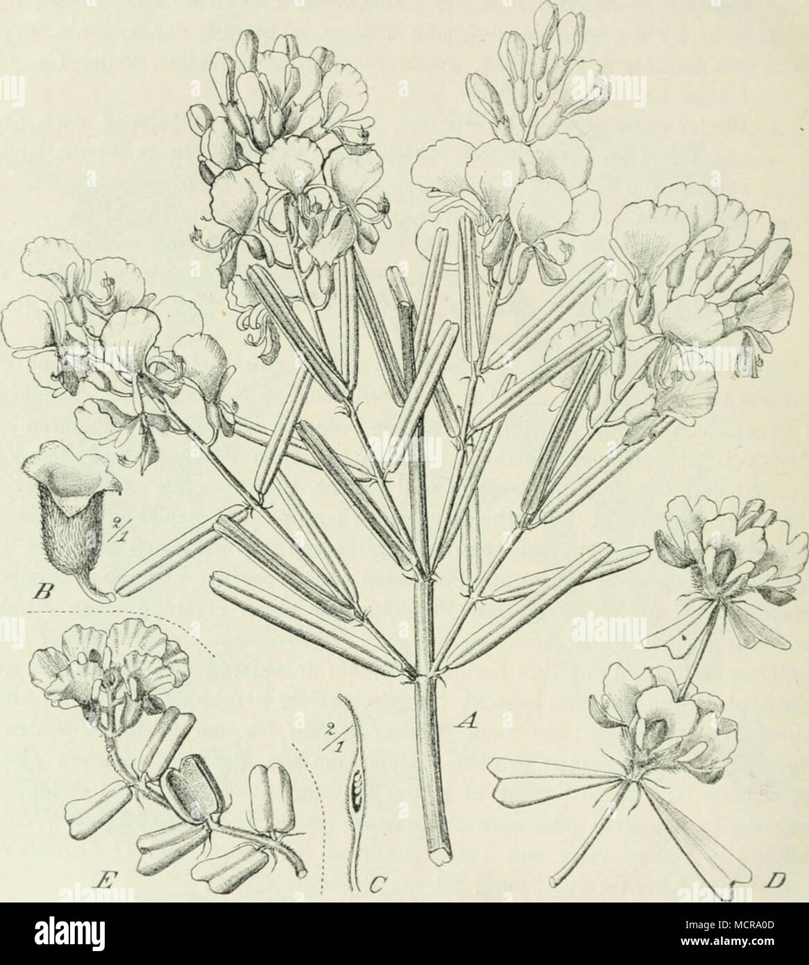 . Kig. 17. ./-C Oxylobium faiüiflortivi Benth.: un habitus. B Kelch. C Gynäceum Längs im- schnitt. - D Oxylobium }iiclitiocauk E. Pritzel Habitus. - E Oxylobium tdragoncphyllum E. Pritzcl Habitus. (Nach Diei.s und Pritzel. gefürchteten Giftpflanzen des Gebietes; und von dort treten sie auf die baum- allentare Flächen weiter binnenwärts über. Auch die freien Sandflächen erzeugen noch manche Spezies, alle in extrem xeromorphem Gewände: Daiicsicn und Jacksoniin così starr und Hart, als seien sie aus Metall gebildet, stechende aphylle Davicsia^ dornige Mirbclia^ cricoide PJiyllota- und Brachysc)na-xWw. Foto Stock