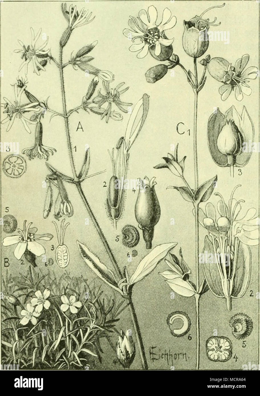. Mb.lQd: Seimti-aiit (Silene). A) Silene nutans: 1) Slüfienbe Spf(an5e; ölüten; 2) Slüte, "crgröpert; 3) g^rud^fc^ 2)S3[uinenbIntt, Staubgefäß unb gntc^t^ fnoteu, t)Cr3röpert; 3) grud)tfnoten im Duerfc^nitt, oergvö^ert; 4) gructjt, vev gröBCrt; 5) stesso, oergröpert; 6) stesso, natürlirf^c (Sröpe. B) S. acauUs: 1) flleineS ^polfter mit fnoteu im l'üngäfc^nitt; 4) 5rud;t; 5) stesso, oergrößert; &AMP;&GT; stesso, nat. Q5r. C) S. vulgaris: 1) Silü^enbe itfian.ic; 2) aStüte, aufgcfdfinitten, oergr.; 3) %nid)t; 4) gru(f)t im Eiuerfd)nitt; 5) stesso, Dergr.; 6) stesso im fiöngäfc^nitt, "ergr. Foto Stock