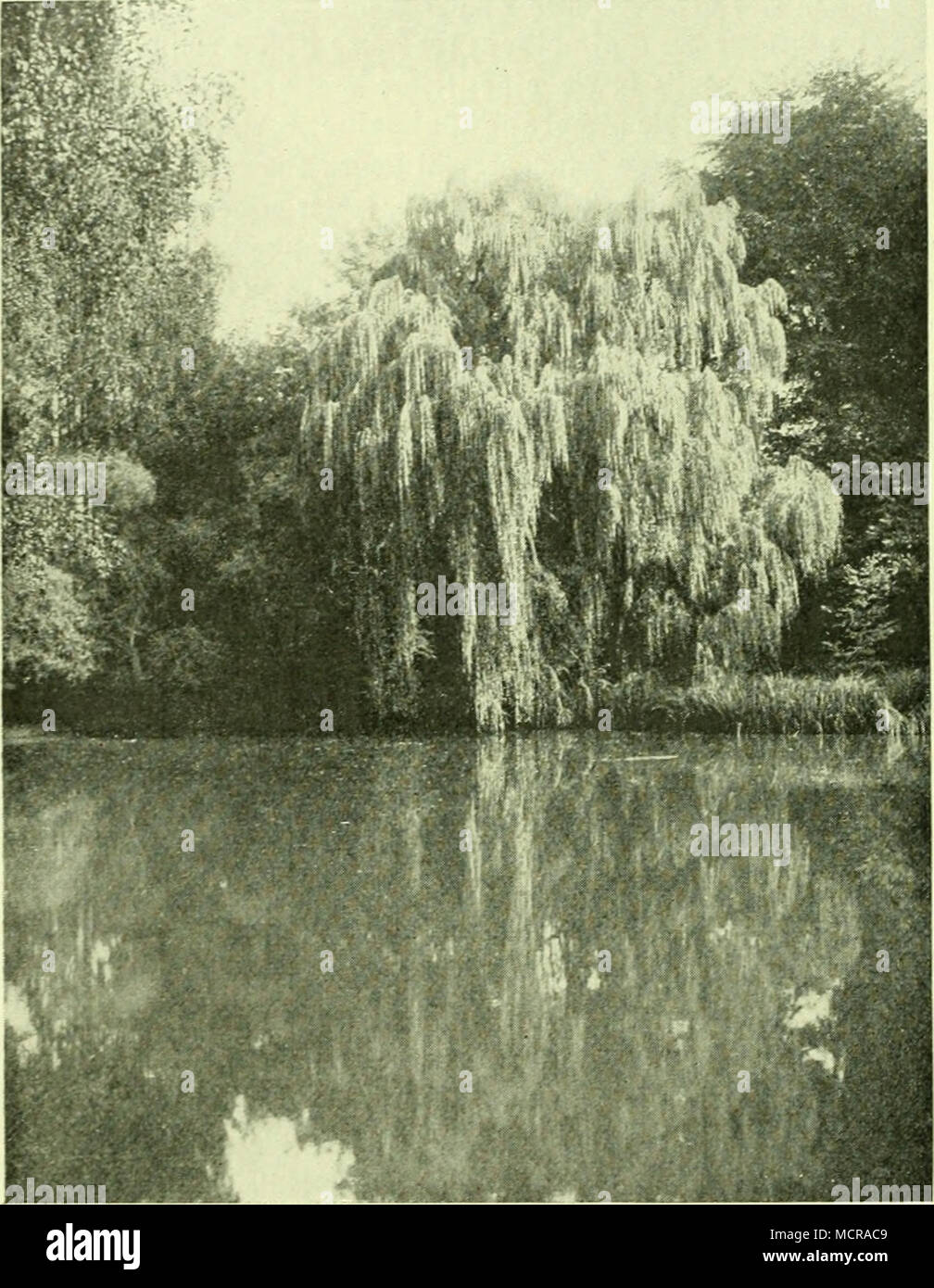 Ssti 123 Srcuertneibe Csalix Babylonica Eultiuiert Bon 53 J Ialbi In Siaiii Siuctj F Otdgra Se Ie Foto Stock Alamy