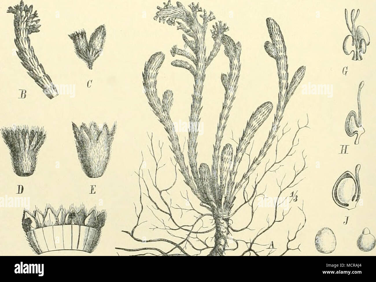 . Fig. 63. Alcheinilla nivalis H. H. K. Un Habitus. B Blühender Zweig. C Blüte in der Achsel eines Blattes. D Blatt. Blüte K. F Dieselbe aufgeschnitten. G Die Fruchtblätter. H Längsschnitt durch ein Fruchtblatt. J Längsschnitt durch die Frucht. K stesso. L Keimling. Foto Stock