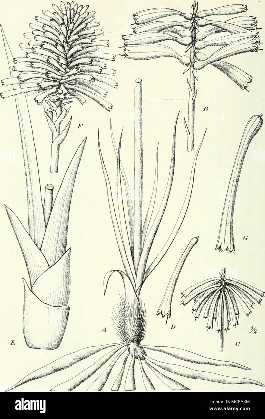 . Fig. 213. Kniphofia. Un, B K. isoetifolia Höchst. (Bergwiesen im Hochland von Abyssinien.) C, D K. drepanophylla Bak. (Pondoland, in Sümpfen mit Zantedeschia aethiopica zusammen vor- kommend.) E-G K. dubia De Wild. (Katanga Kongostaat im, auf der Westseite des südlichen Tanganica.) - Nach Berger. Foto Stock