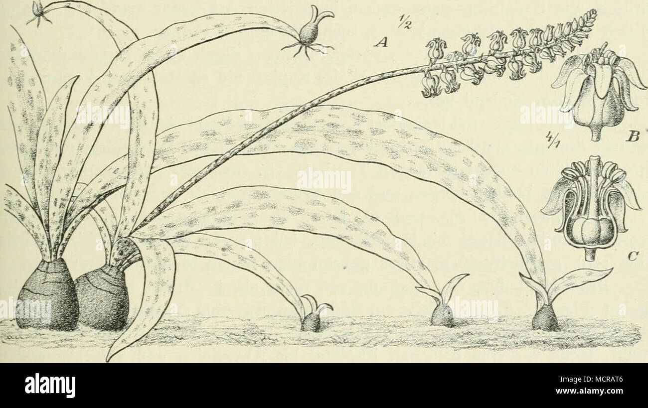 . Fig. 207. Scilla Ledienii Engl. (Unterer Kongo.) lanzettliche Blätter besitzt, übrigens auch durch ihre schon am Grunde ab- stehenden Tepalen von den anderen Arten verschieden ist bei denen die te- palen erst oberhalb der base abstehen. Von den 56 südafrikanischen Arten findet sich die grosse Mehrzahl von Natal südwärts durch den östlichen Teil der Kapkolonie. Drimiopsis Lindl., mit Scilla nahe verwandt, ausgezeichnet durch glocken- förmig zusammenneigende Tepalen und kleine, abortierende Blüten am Ende der weißen Traube, umfaßt etwa 12 Arten; von diesen findet sich D. Barteri Bak. Un felsi Foto Stock