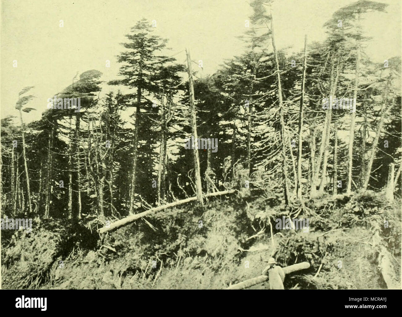 . B) 6ibiriichi? Tanne (Abies sibiiica), Urcoald bildend. Nach Photographie. Foto Stock