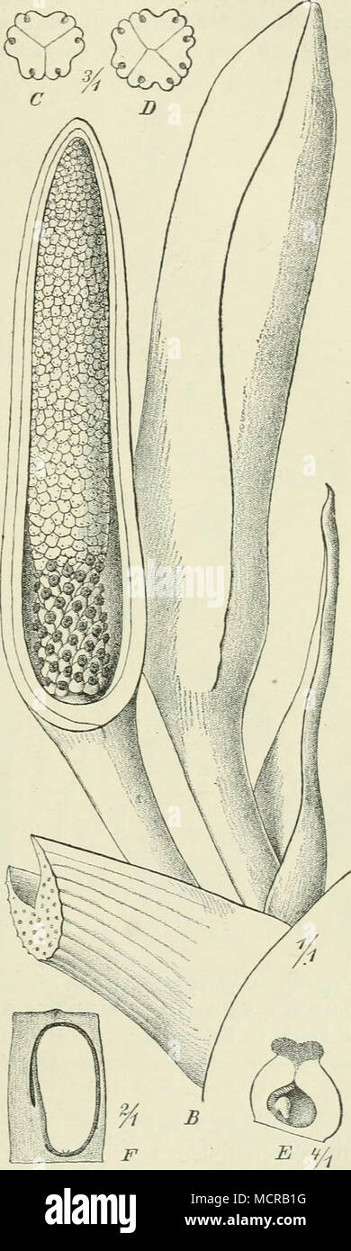 . Un Fig. i66. Rhektophyllum mirabile N. E. marrone. Un ganze Pflanze un einem Stamm kletternd im Regenwald von Victoria. Kamerun, nach einer Photographie von Dr. Bücher. B zwei Blüten- stände; C, D männliche Blüten; E weibliche Blüte; i^ Beere Längsschnitt im. - L'originale. Foto Stock