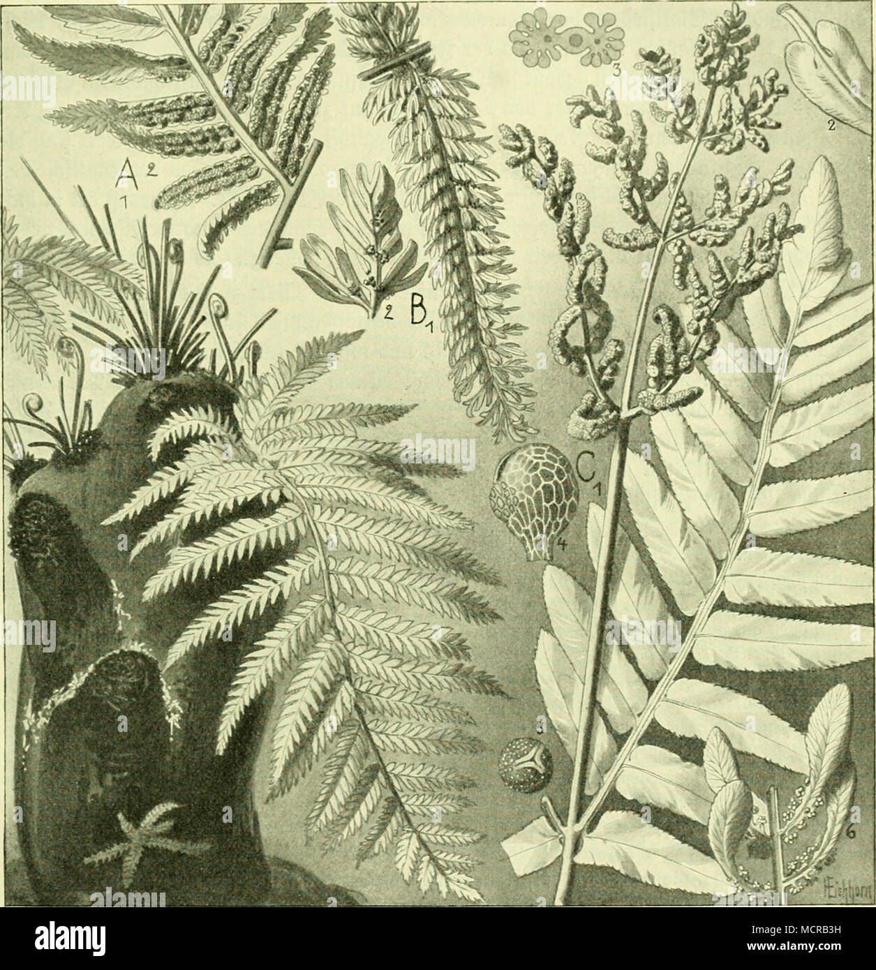 . Srb6. 62: Slifpenfarue (Osmundaceae). A)Todea barbara: 1) Stamm, 1 B) Leptopteris snperba: 1) Dertleincrt; 2) a3[attfieber, Srattfieher;2)JeUberfe[een, natürliche Öröfee. | üergröfeert. C) Osmimda regalis: 1) gertite u. fterite gteberit; "2) S3[att[c§eibe; 3) jruct Soritjaufcit, biivd;" fd)nitteu;4)3poratu3ium,oei-gr.; 5) Spore, uerijr.; 6) 3n'se(^enform jiot[rf)en fterilor ii. fertiler Jii^btT. e) bie fiebern nur [tellenmeiie fertit C^fbb. 62, C 6). 2)ie förnitj puuf' tierten Sporen (3(bb. 62, C 5) finb c3roJ3, fngeltctraebrijd) mit brei Seiften unb entl)alten (Stjloropljt)!!! 2^ie friedje Foto Stock