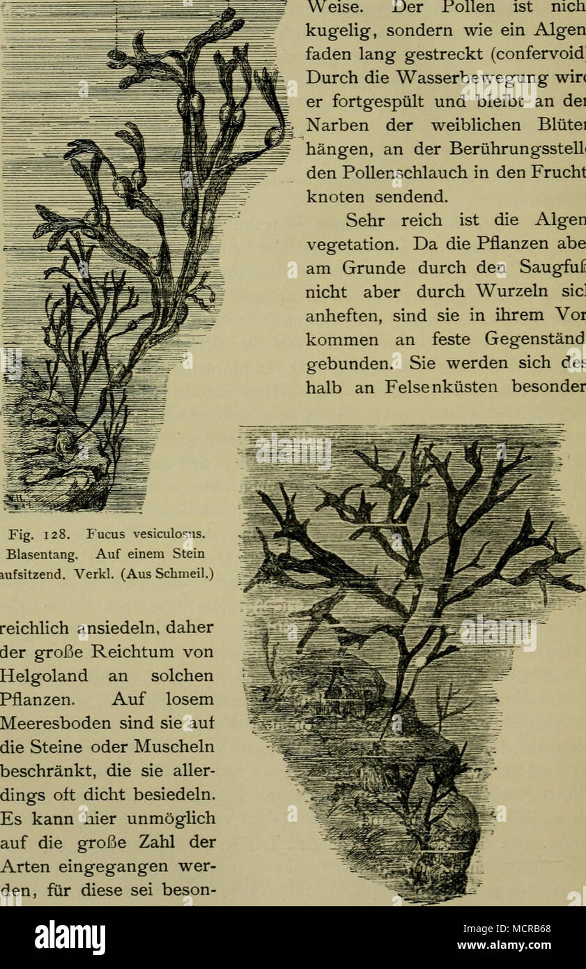 . Fig. 128. lucus vesiculosus. Blasentang. Auf einem Stein aufsitzend. Verkl. (Aus Schmeil.) reichlich ansiedeln, daher Der große Reichtum von Helgoland un solchen Pflanzen. Auf losem Meeresboden sind sie auf die Steine oder Muscheln beschränkt, die sie aller- dings oft dicht besiedeln. Es kann hier unmöglich auf die grosse Zahl der Arten eingegangen wer- den, für diese sei beson- ders auf Kuckuck: Der Strandwanderer (mit bun- dieci Tafeln hingewiesen. Weise. Der polline ist nicht kugelig, sondern wie ein Algen- faden lang gestreckt (confervoid). Durch die Wasserbewegung wird er fortgespült und bl Foto Stock