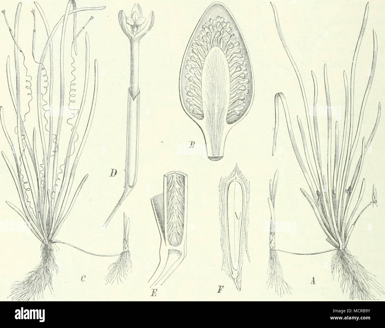 . Fig. 98. Vallisneria spiralis I.. Un männliche Pflanze; B Spatha mit den männlichen C weibliche Pflanze; D Spatha mit weiblicher Blüte; E Längsschnitt durch den unteren Fruchtknotens; F Längsschnitt durch den Samen. Blüten; Teil des Art, kennen wir von Abyssinien; hier kommt auch im Zana-See 0. abyssinica (Ridley) Gurke vor. 0. ScJizveinfurthii Gurke mit 2 dm langen lanzettlichen Blättern und weißen Blüten scheint ziemlich verbreitet im Monbuttuland zu sein, die gelbblühende 0. RolirbacJiiana Aschers, et Gurke mit 6-7 dm langen Blättern in Tümpeln am Gazellenfluß. Große schmallanzettliche und Foto Stock