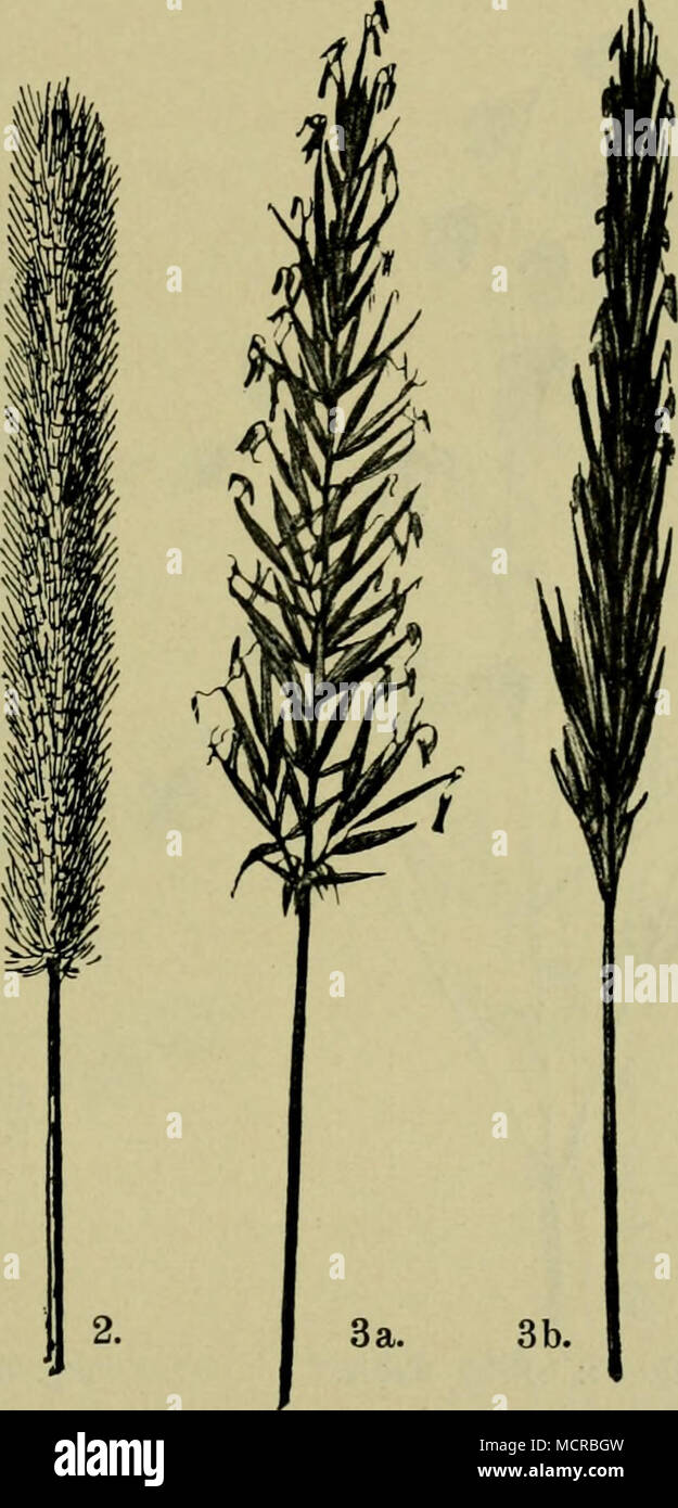 . 4. Fig. 60. I. Alopecurus pratensis Fuchsschwanz, 2. Phleum pratense,Wiesen-(Timothy-)Gras. 3. Anthoxanthum odoratum, Ruchgras, una) blühend, b) vor oder nach der Blüte. 4. Cynos- urus cristatus, Kammgras. (Alles kleine Exemplare. Schmeil aus.) anderer Arten bevölkert, von denen die wichtigsten genannt sein mögen. Von Kryptogamen sind es die Natternzunge Ophioglossum vulgatum, ein sehr ästiger Schachtelhalm E. ramosissimum und das seltene E. variegatum und nur am Rheine E. trachyodon. Von den Wiesengräsern (Fig. 60 fF.) sind hier meist die mittelhohen und niedrigen bestandbildend, così eine nie Foto Stock