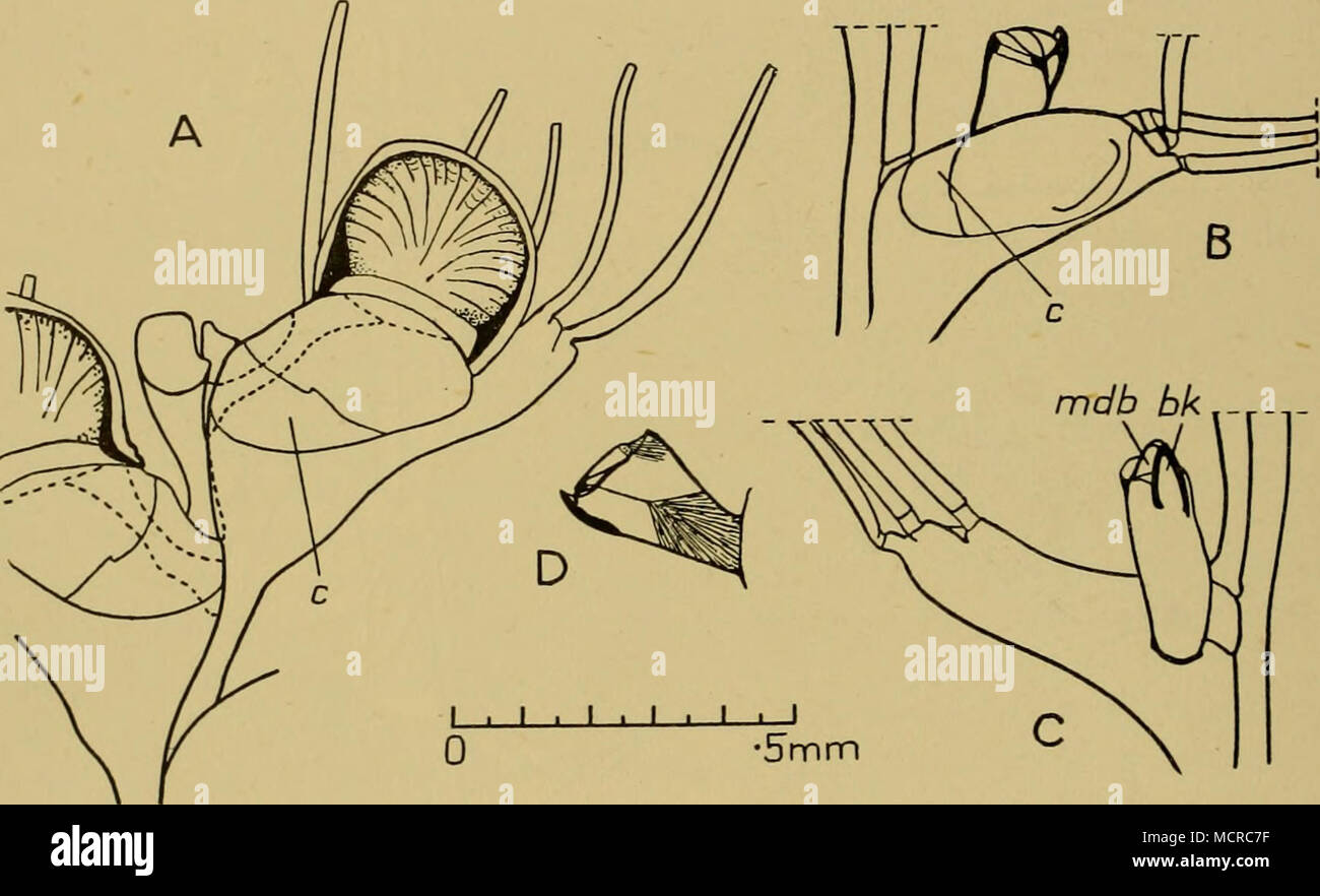 . Fig. 30. A. Cornucopina grandis (Busk). 99.7.1.4541, Victoria (uno di Goldstein's supporti) per mostrare la relazione di spine per il ovicell per confronto con C. ovalis, Fig. 29 A. Il collegamento dell'OVI- le cellule con il zooecia distale è mostrato dalle linee tratteggiate. B-D. C. ovalis var. versa var. n. B, C. SAN WS 871, off ripiano della Patagonia. Frontale e viste basale. D. SAN WS 840, tra Banca Burdwood e ripiano di Patagonia. Avicularium basale come si vede in una vista laterale del ramo. bk. becco, c. cryptocyst, mdb. mandibola. (Fig. 30 B-D) sono rari. Essi sono più grandi e più robusto di quelli dei tipici per Foto Stock