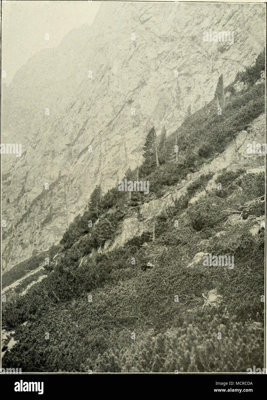 . Abb. 219. Vereinzelte Exemplare von Pinus Gembra (,,Windzirben") Krummholz im im Kleinen Kolilbachtal der Hohen Tatra. (Nach einer Aufnahme von prof. J. Nevole, Knittelfeld.) (aus der Bildersammlung des botanischen istituti der Wiener Universität.) Verlag von Franz Deuticke in tieipzig und Wien. Foto Stock