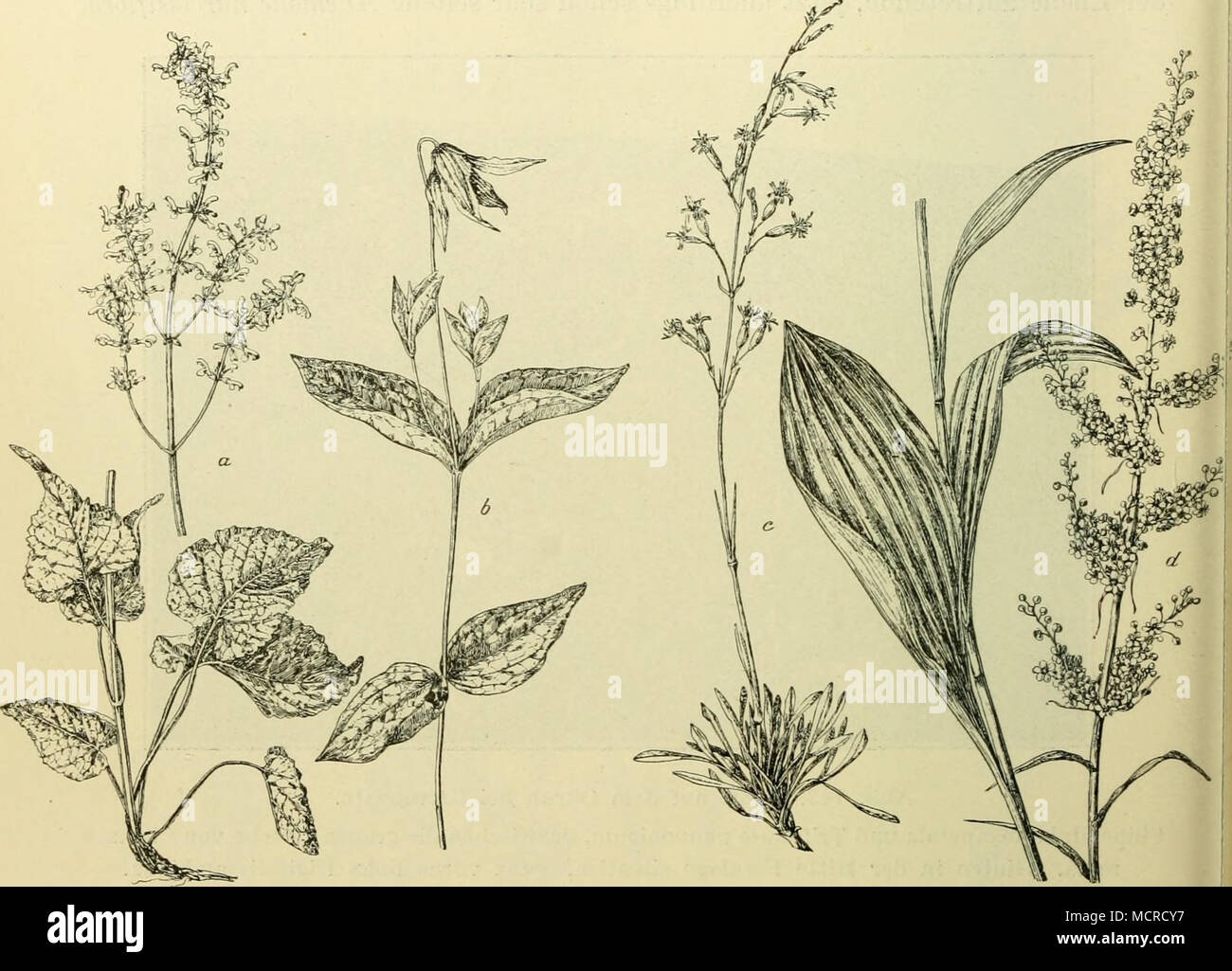 . Abb. 144. Einige cliarakteristische Arten der podolisclien Triften. Un Salvia nutans b Clematis integrifolia. c Silene clilorantha. d Veratrum nigrum. (I3 nat. Gr.) Die podolische Vorsteppe. Viel seltener als Trift tritt die Grasflur in Ostgalizien als ausgesprochene steppa auf. Doch auch diesej Steppen, wenn auch weit artenärmei; als die Triften, sind, obwohl Sie eine offene formazione darstellen, in der zwischen den einzelnen Pflanzenindividuen noch nicht aller verfügbarer Raum von vegetazione bedeckt ist, doch viel üppiger und von mehr wiesenartigem Charakter als die eigentlichen, noch weit Foto Stock
