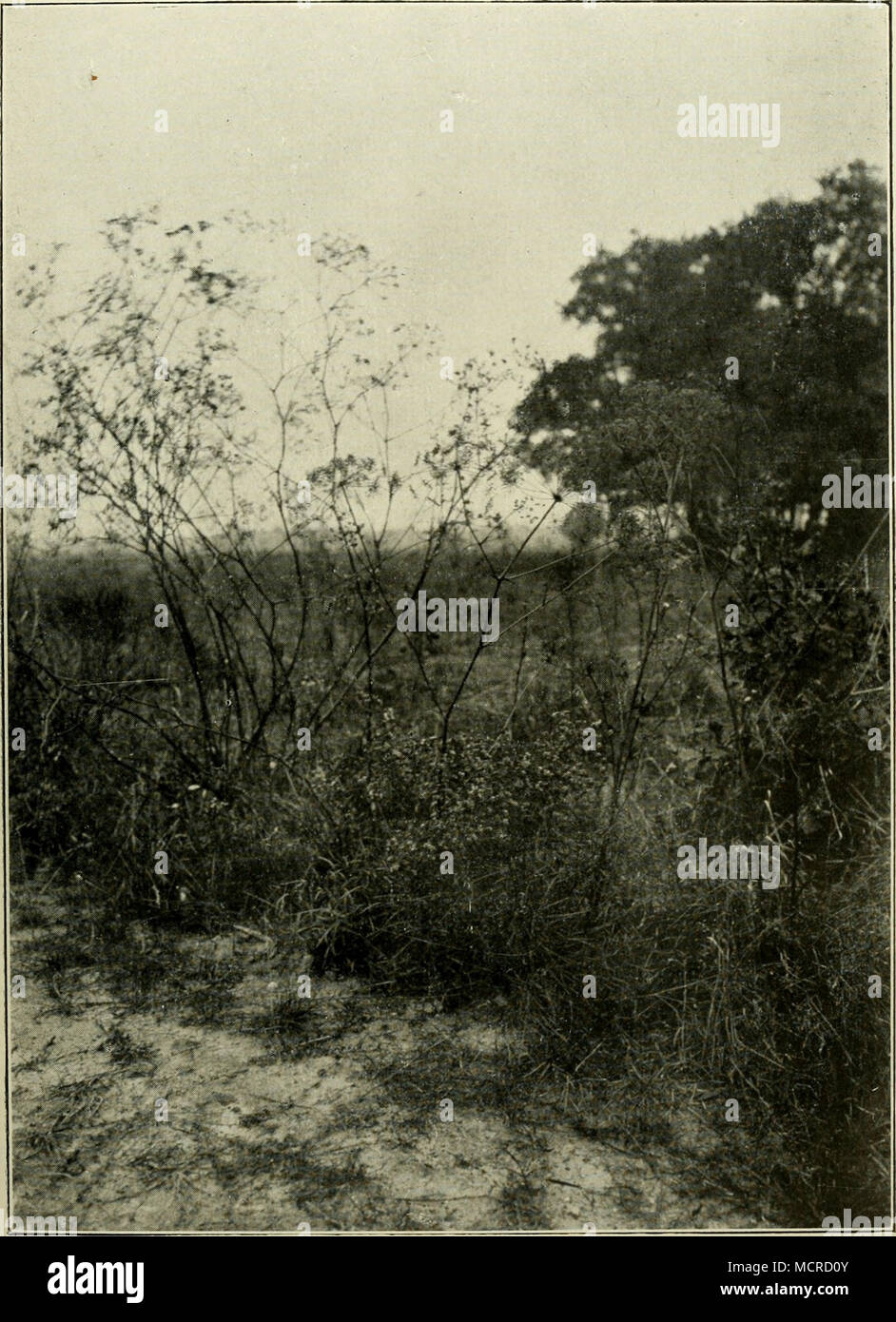 . Abb. 127. Peucedanum officinale in den Marchauen liei Baumgarten. (Nacli einer Aufnahme von Dott. K. Rechinger, Wien.) Verlag von Franz Dcuticke in Leipzig und Wien. Foto Stock