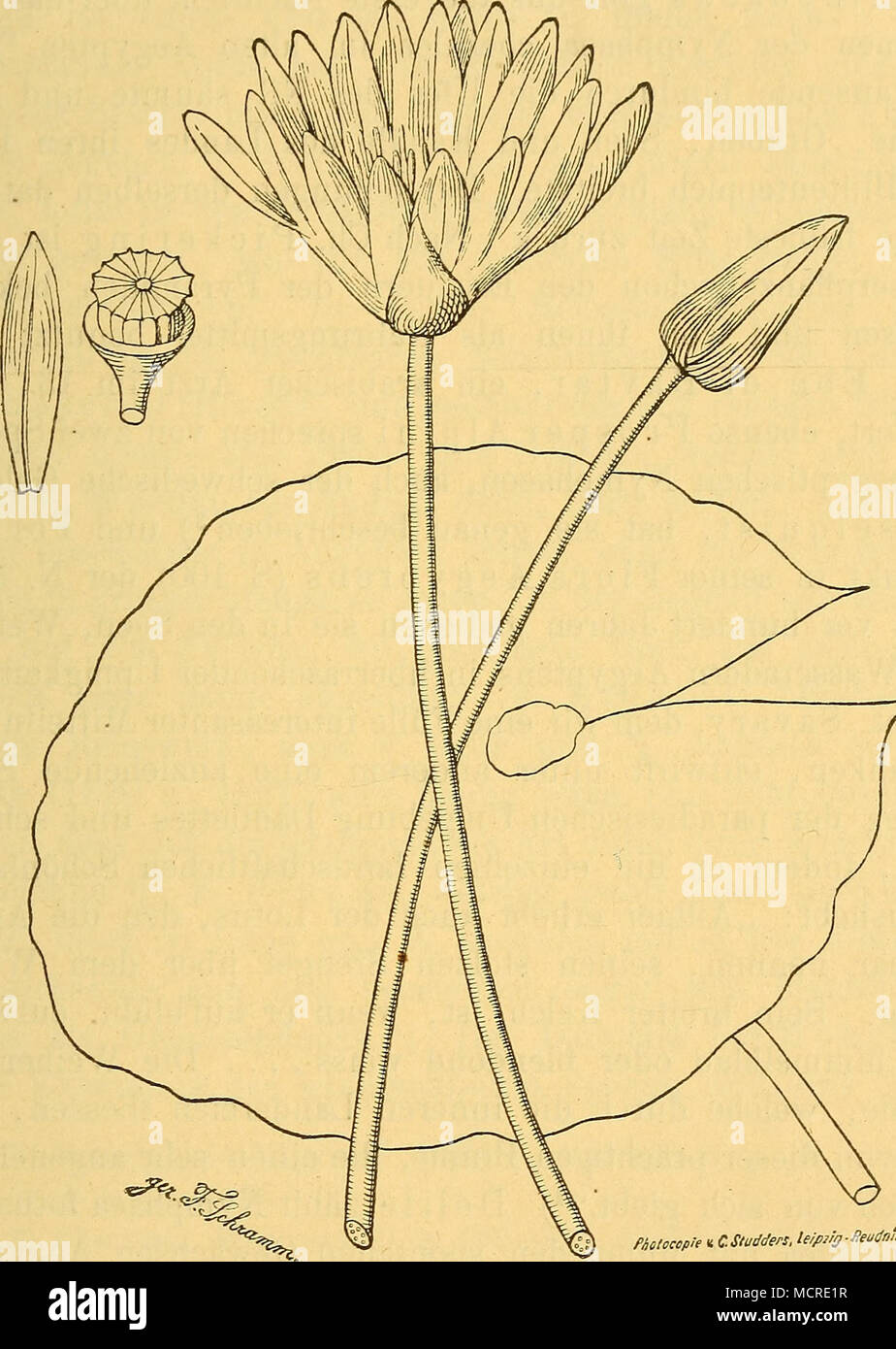 . Fholocopie Â" CSwdders. leipiig Â Â"eudritu. Fig. 5â11. (Nymphaea coerulea Savig. BlÃ¼Te, Knospe, Blatt, inneres und Ã¤usseres StaubgefÃ¤ss, Blumenkronblatt, Fruchtknoten mit Narbe. (Nach Delile, Description de l'Egypte, Atlas II, 60. Gez. von Felix Schramm.) werden von den vier lÃ¤nglich-lanzettlichen, aussen grÃ¼nen^ dunkel purpurrot gestrichelt-punktierten KelchblÃ¤ttern um- geben. Die AnhÃ ngsel¤der hellgelben Antheren sind blau. Die Narbe abgeplattete des Fruchtknotens zeigt 14â21 Strahlen. Eine gleiche Anzahl von ScheidewÃ¤nden besitzt die kugelige Foto Stock