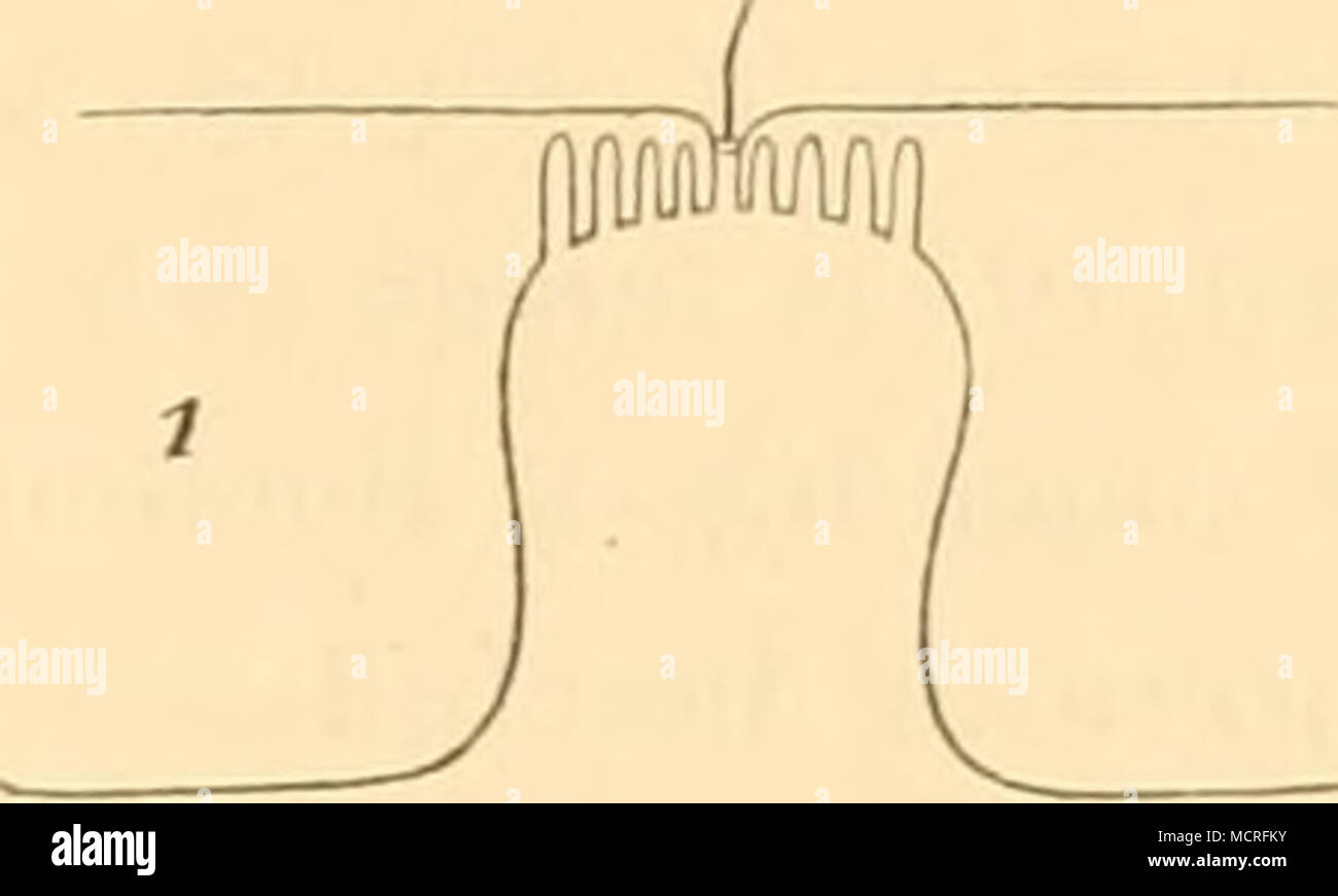 . Porencaniile. 105 nachzuweisenden Borste bisweilen inmitten eines besonderen Fortsatzes der umgebenden ver- kalkten Schicht; neben ihm können im Fleck noch zwei stark lichtbrechende Punkte vor- kommen. Die Aehnlichkeit mit den siebförmigen Porencanälen leuchtet ohne Weiteres ein. Hier scheinen nun die randständigen Porencanäle geeignet, uns Aufschluss über den Bau zu geben. Bei letzteren zweigt sich dicht unter der Spitze des canali nacli jeder Seite hin ein kurzer endigender cieco Anhang ab (TAF. 36 Fig. 3). Der Porencanal erscheint un circuizione Spitze drei- theilig, doch Nur der mittlere Ast Foto Stock